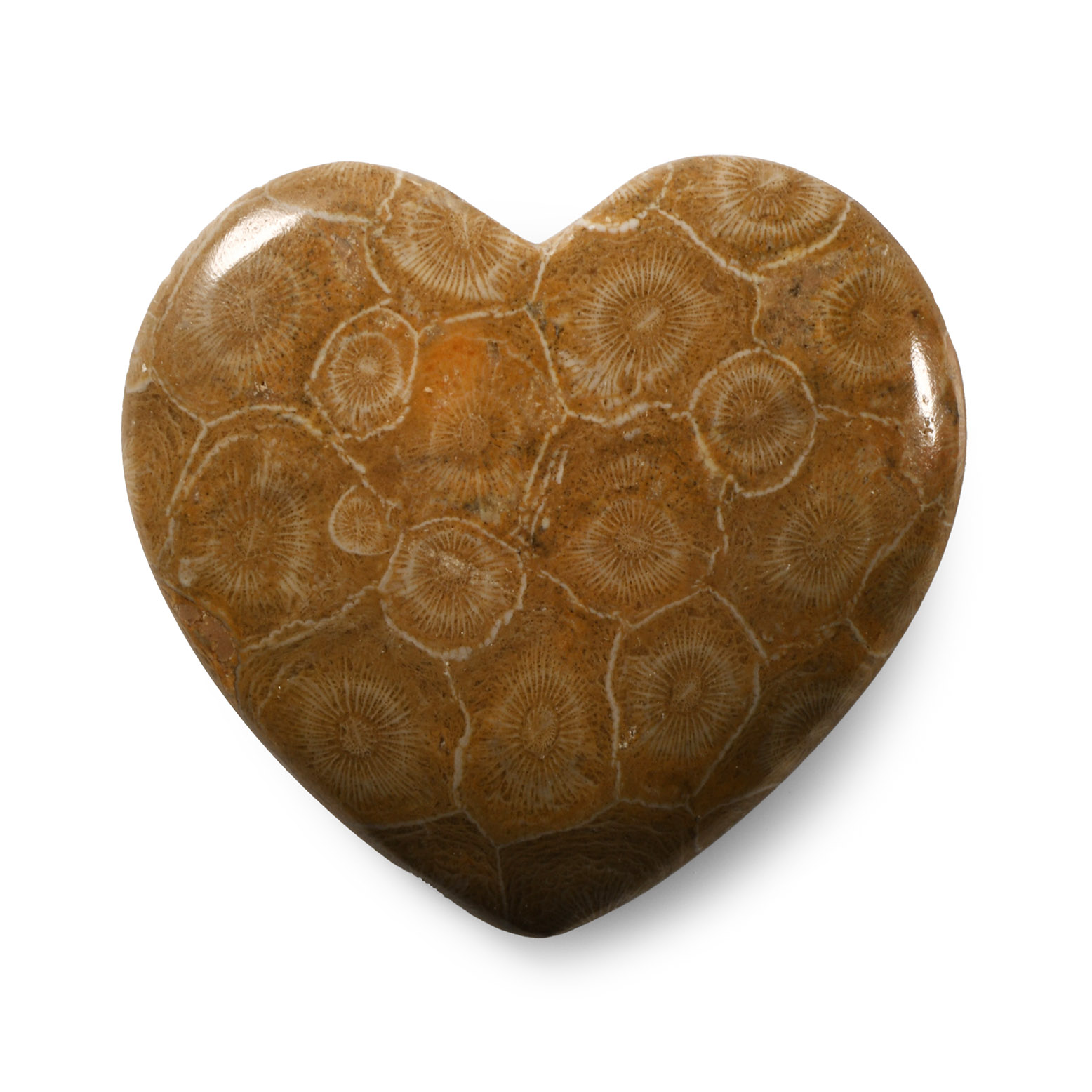 Natural History - Heart-Shaped Polished Fossil Coral Head