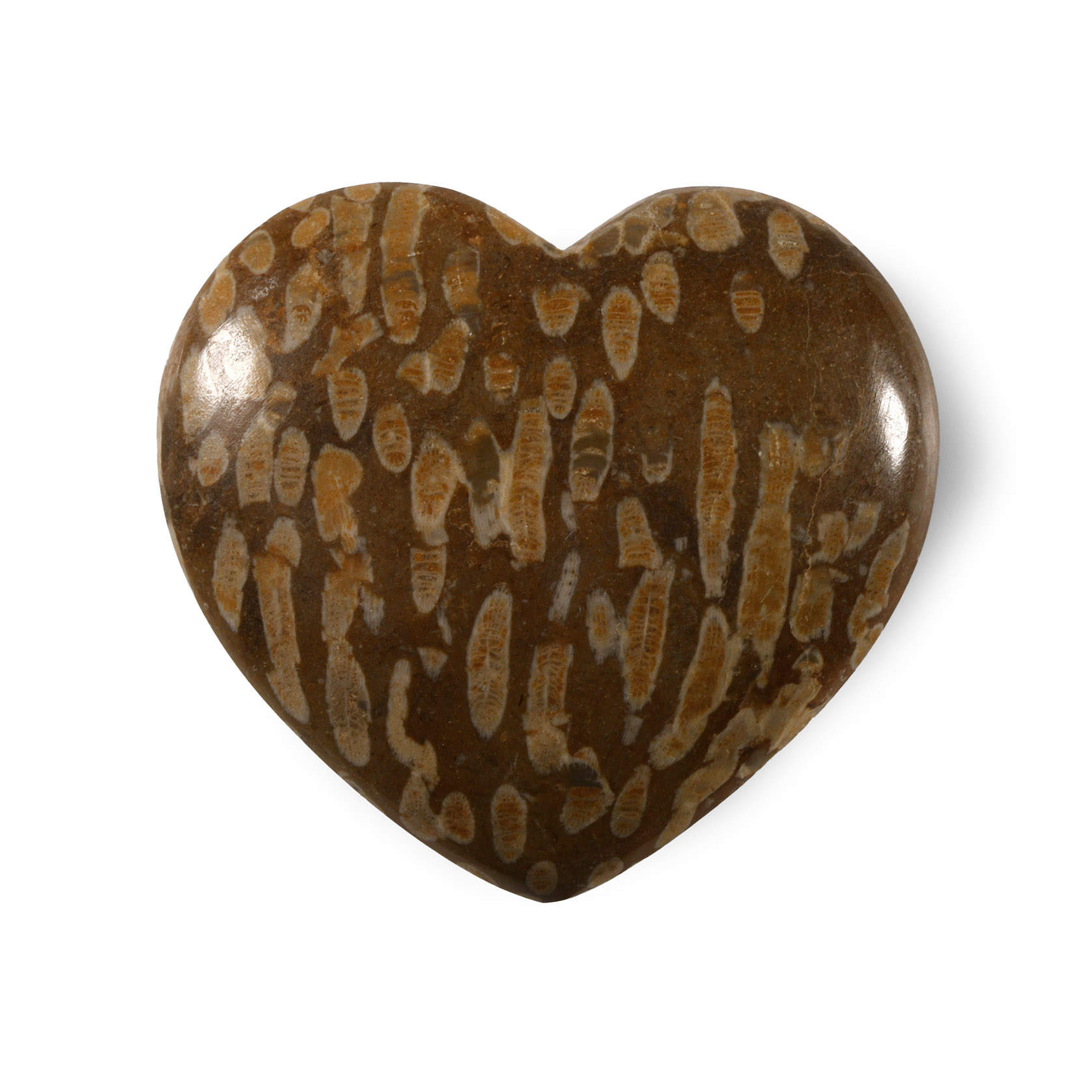 Natural History - Heart-Shaped Polished Fossil Coral Head