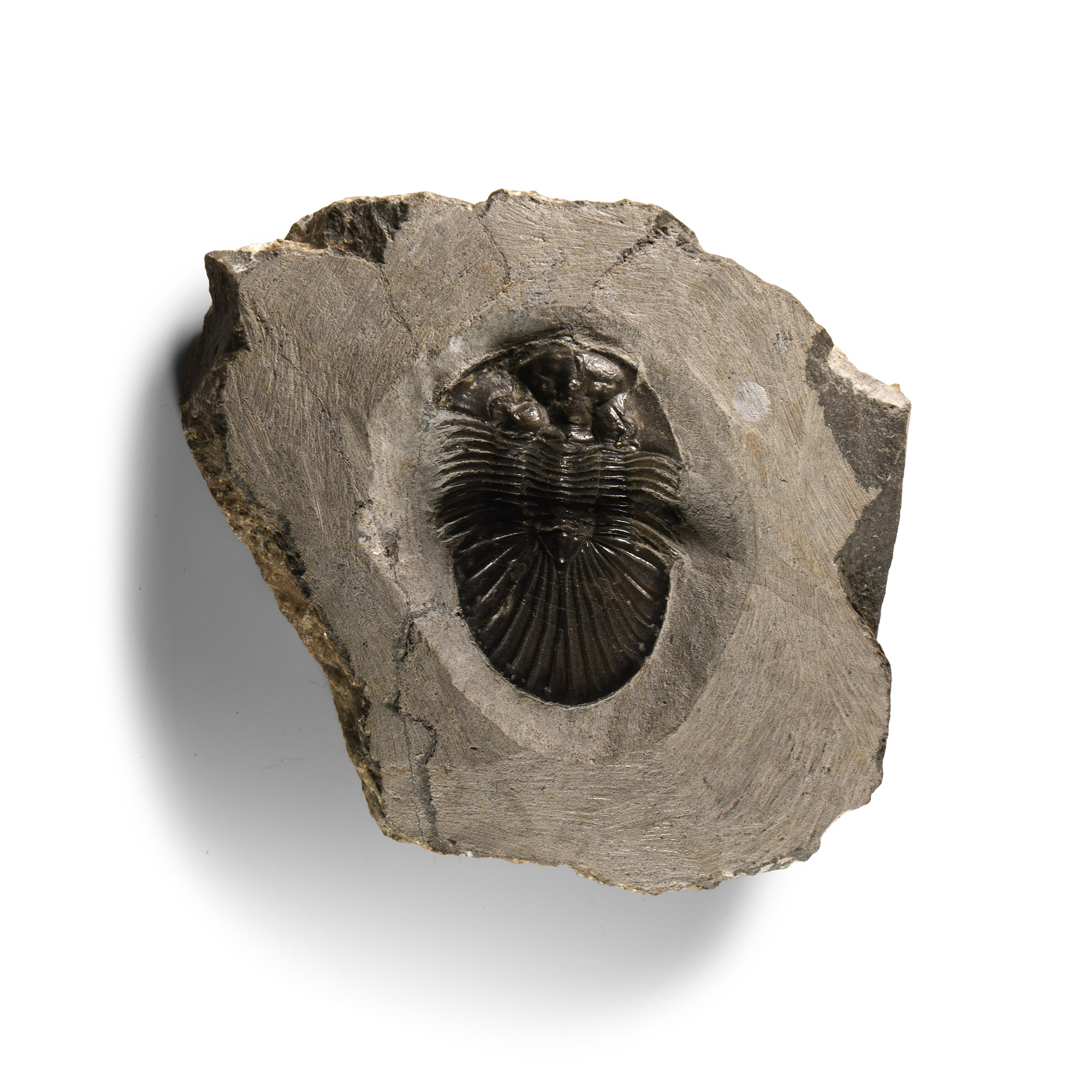 Natural History - Fossil Scutellum Trilobite on Matrix