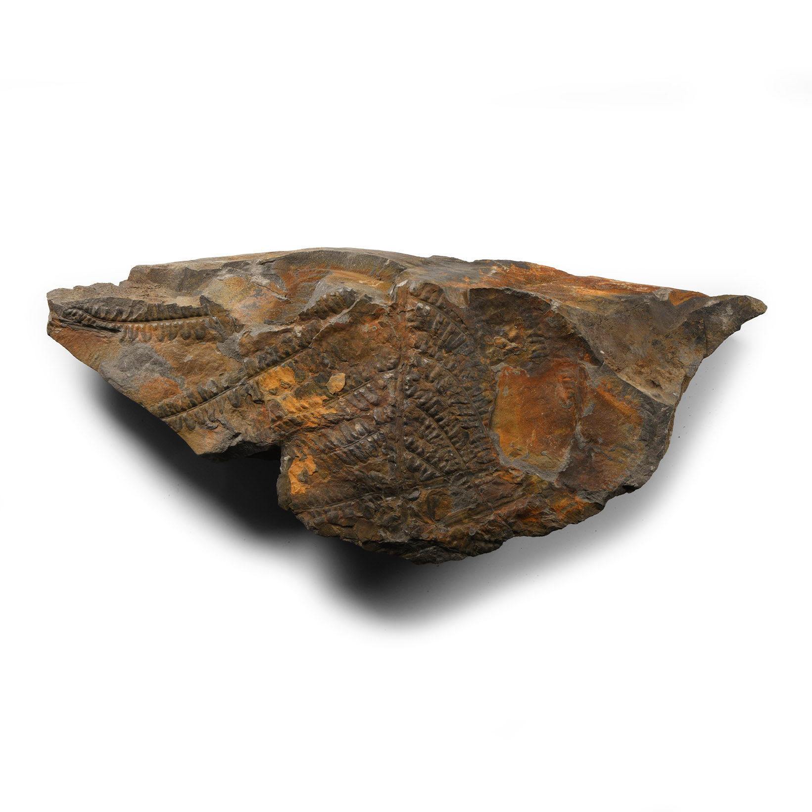 Natural History - Fossil Permian Ferns on Matrix