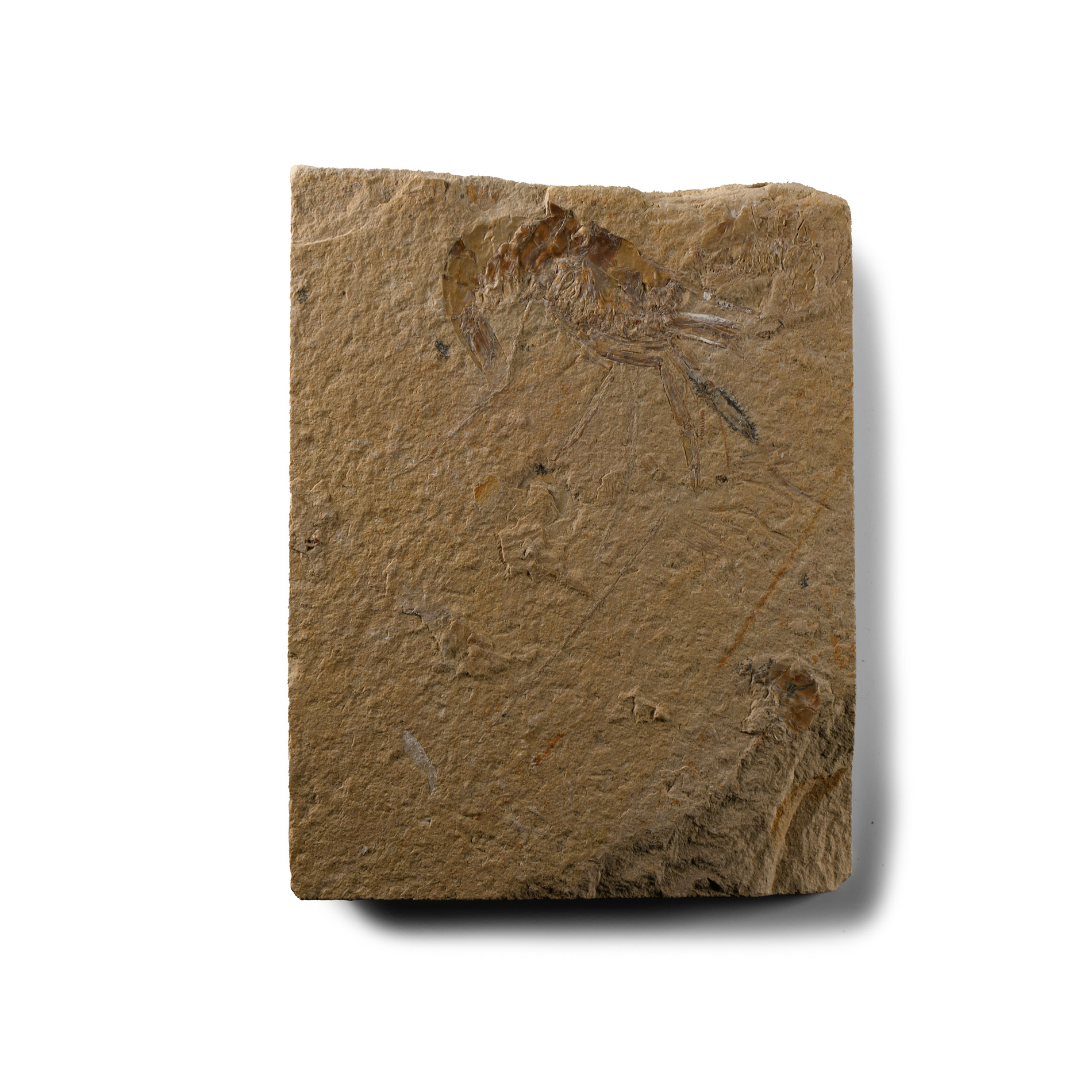 Natural History - Fossil Shrimp on Matrix