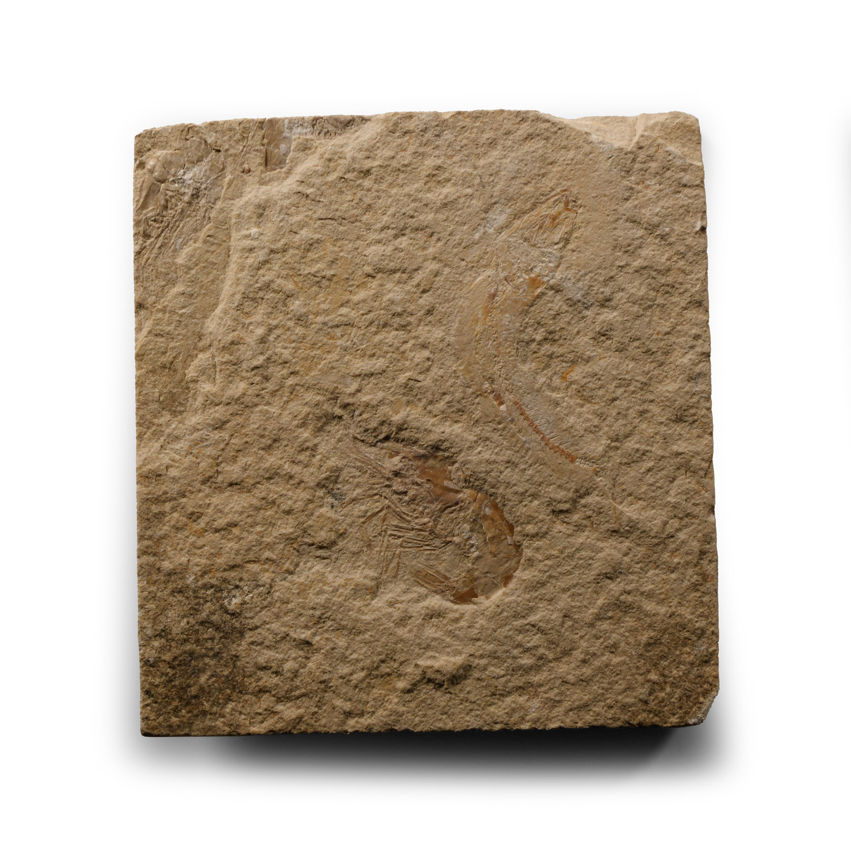 Natural History - Fossil Shrimp and Fish on Matrix