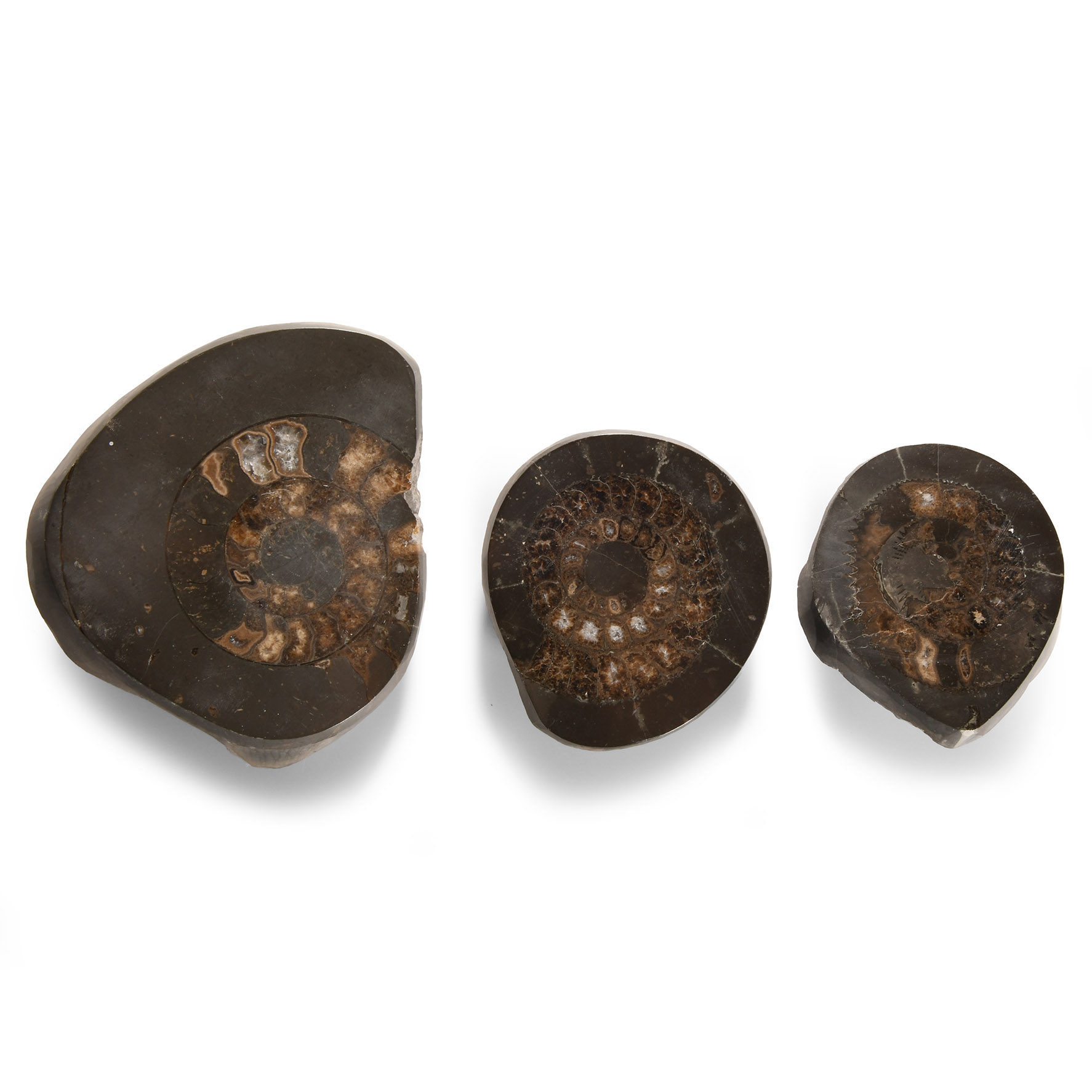 Natural History - Fossil Whitby Dac Ammonite Group