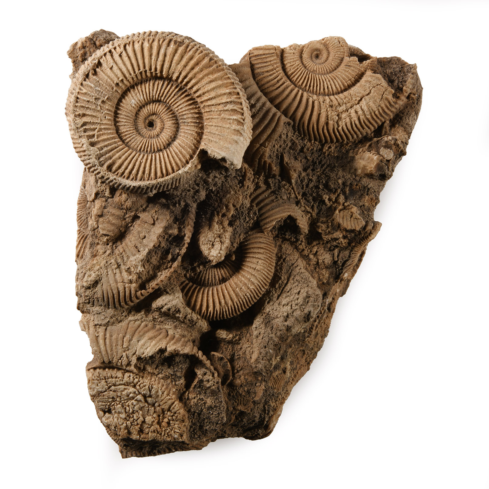 Fossil Ammonite Cluster
