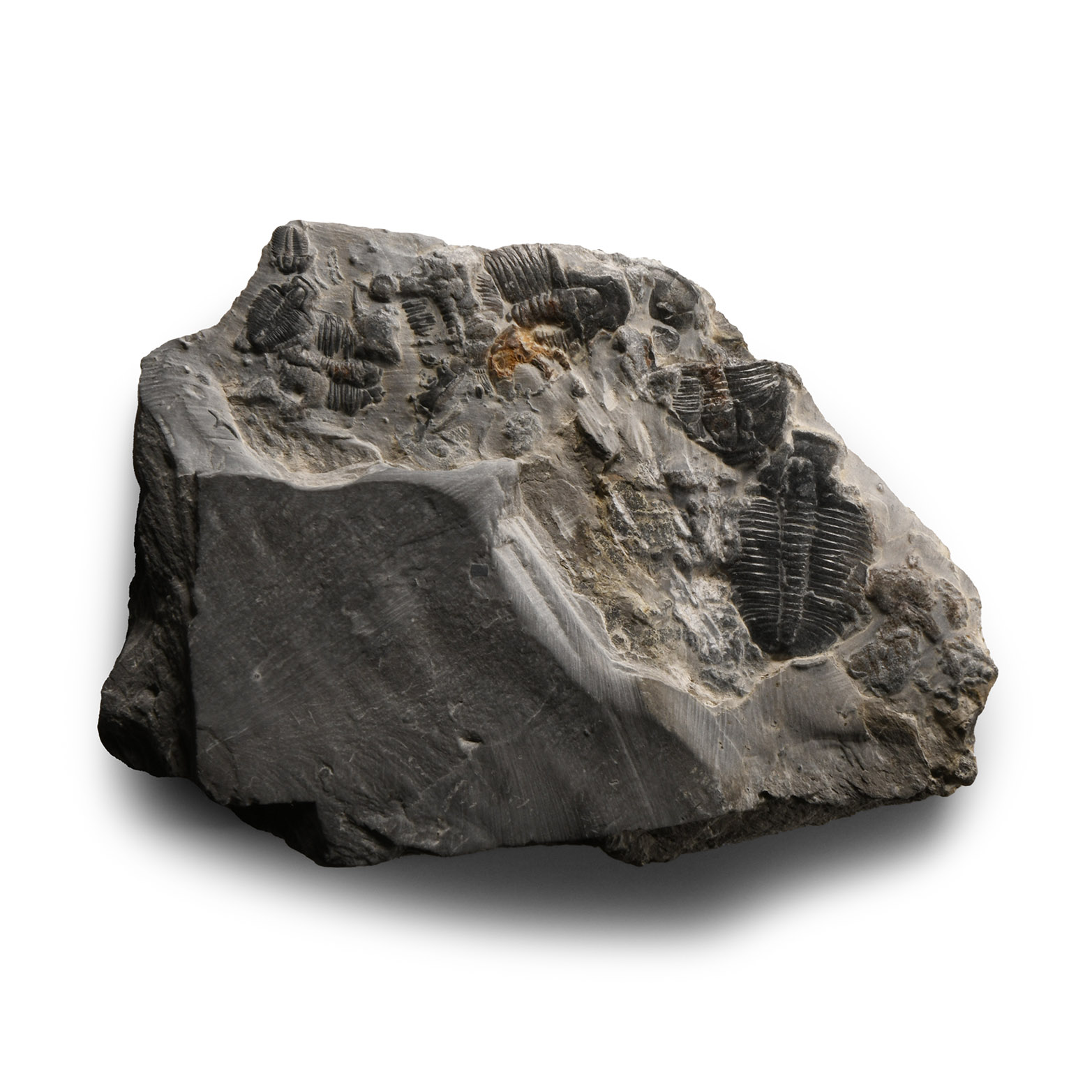 Natural History - Fossil Elrathia Trilobite Cluster