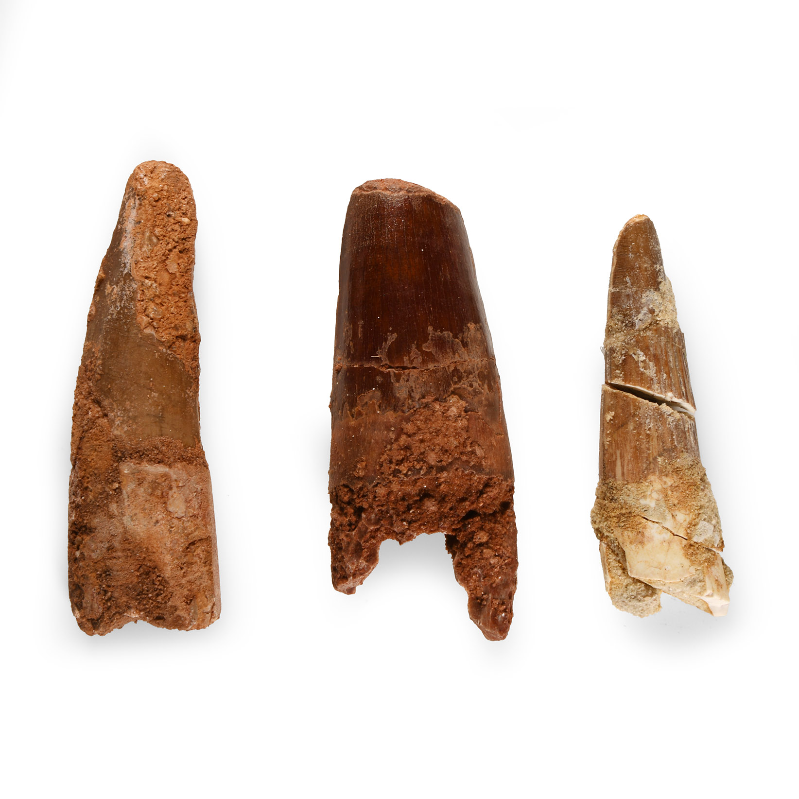 Natural History - Fossil Spinosaurus Dinosaur Fossil Tooth Group