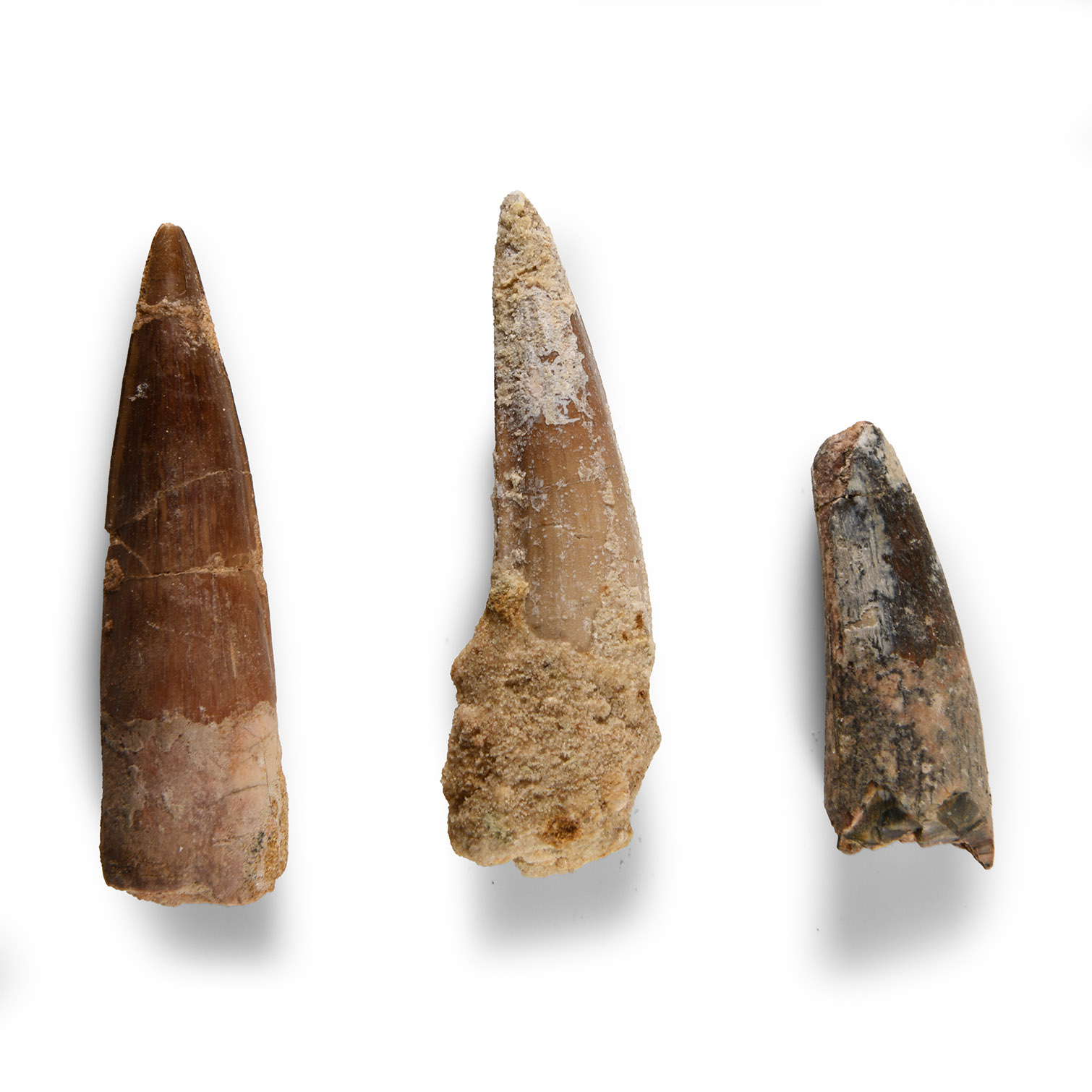 Natural History - Fossil Spinosaurus Dinosaur Fossil Tooth Group
