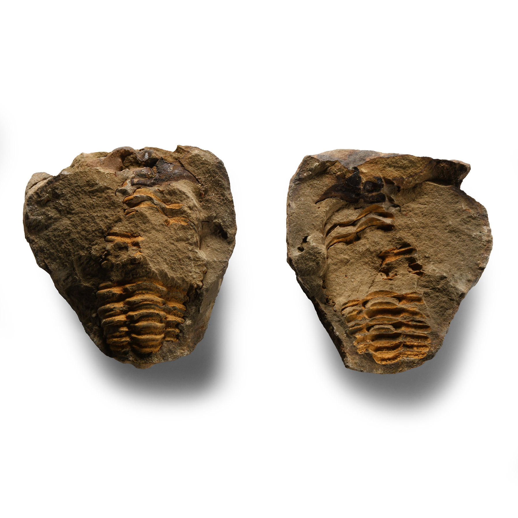 Natural History - Fossil Flexicalymene Trilobite Nodule