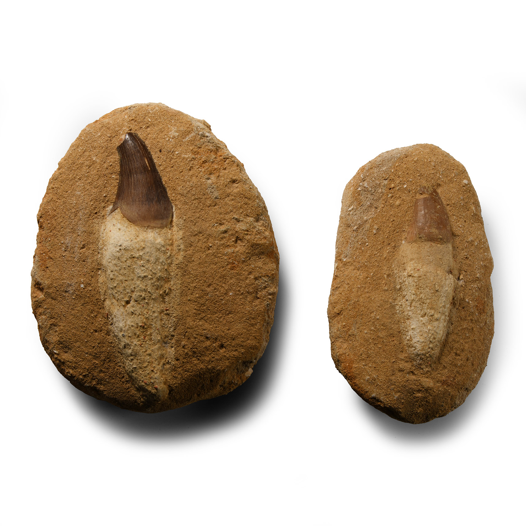 Fossil Mosasaur 'Marine Dinosaur' Tooth with Root