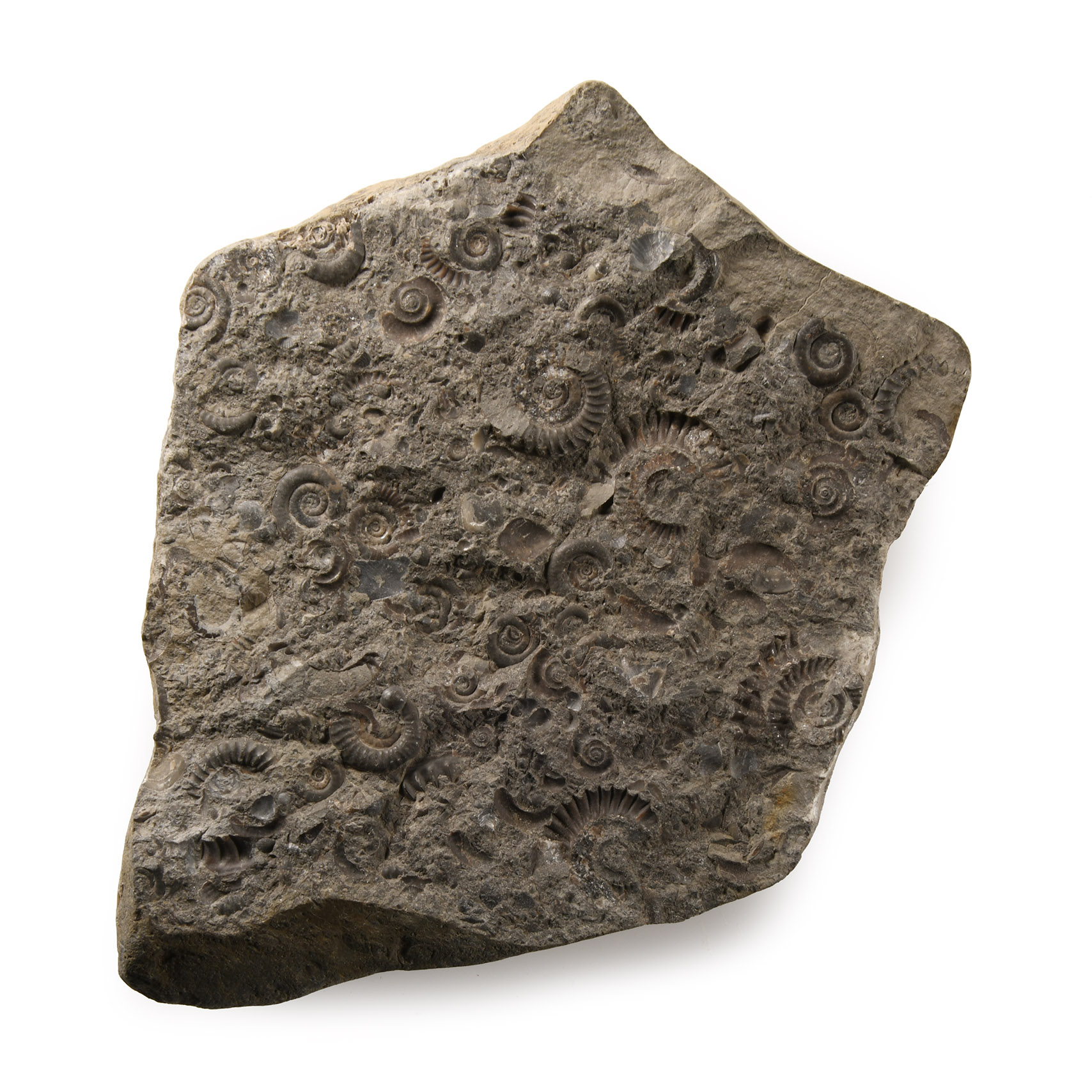 Natural History - Fossil Whitby Dac Ammonite Cluster