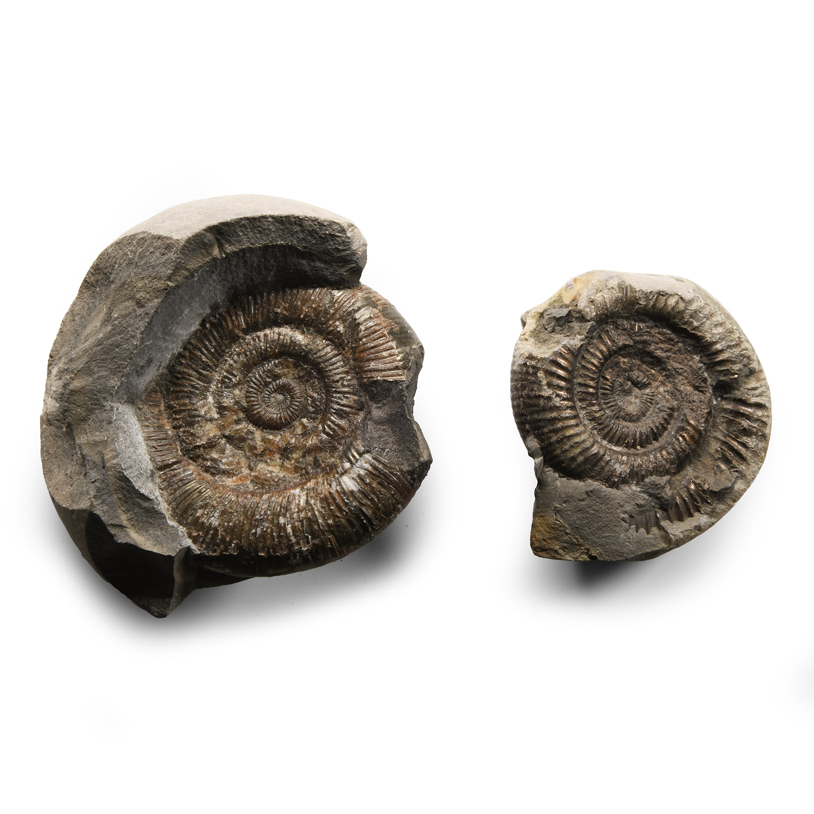 Natural History - Fossil Whitby Dac Ammonite Group