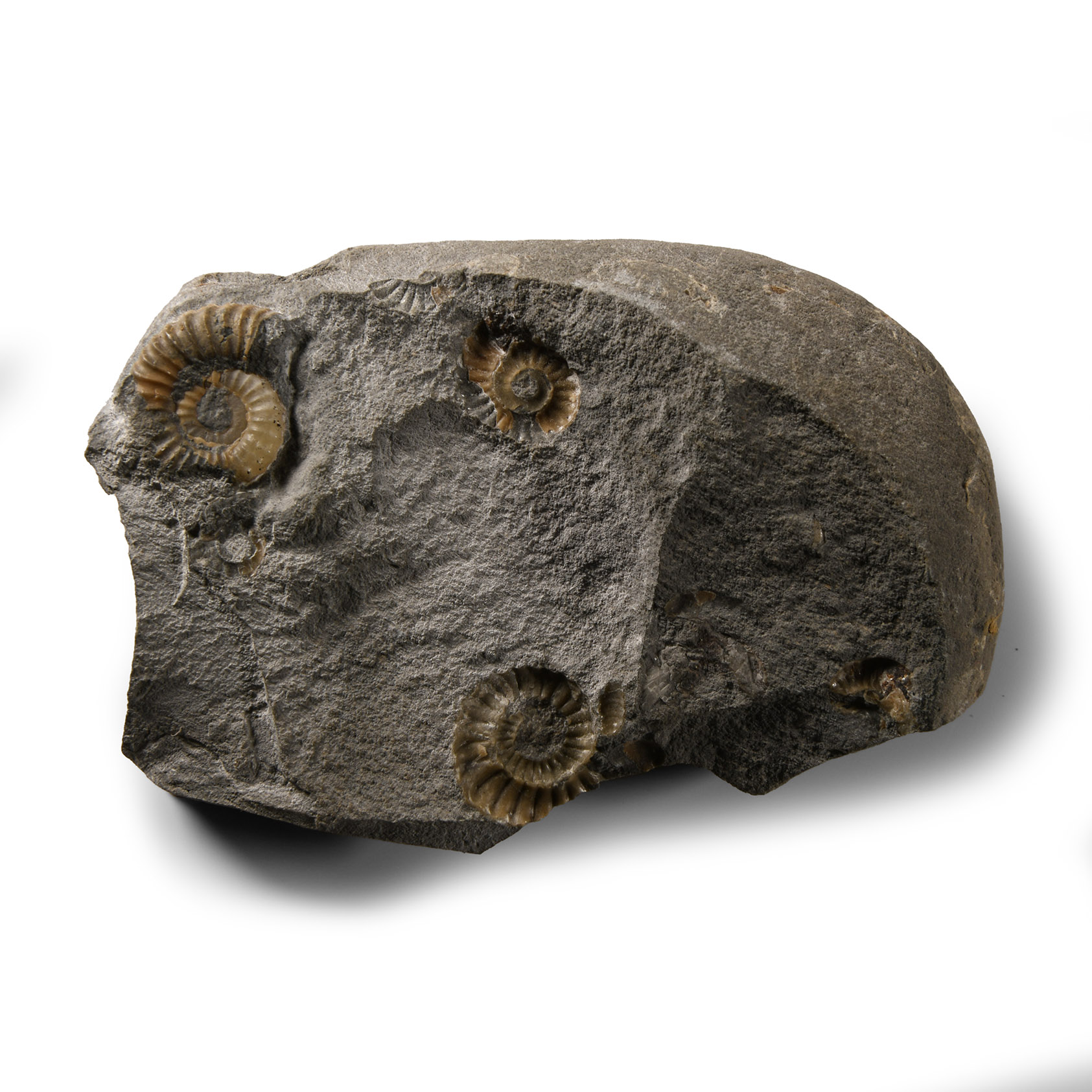 Natural History - Lyme Regis Fossil Ammonite Cluster
