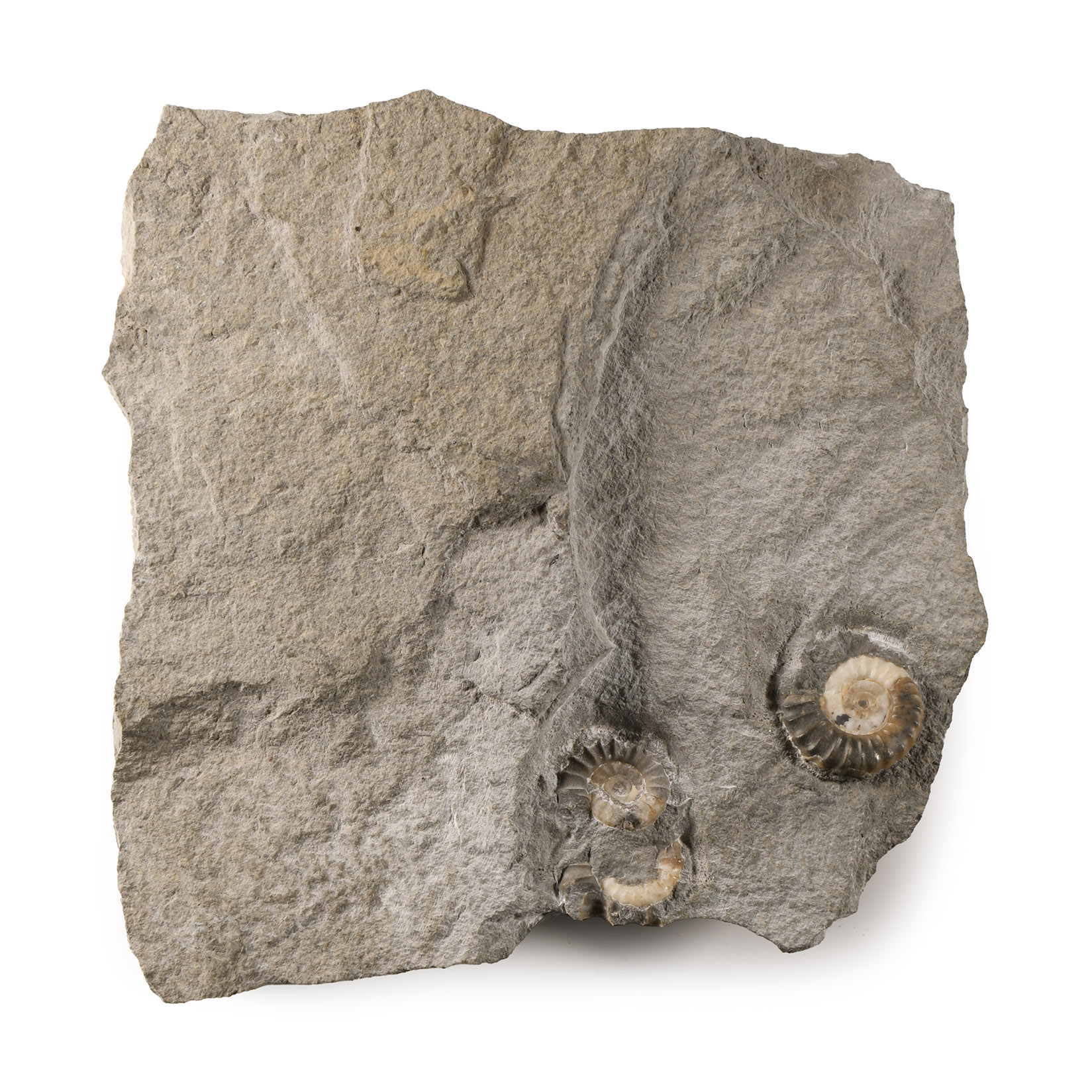 Natural History - Lyme Regis Fossil Ammonite Cluster