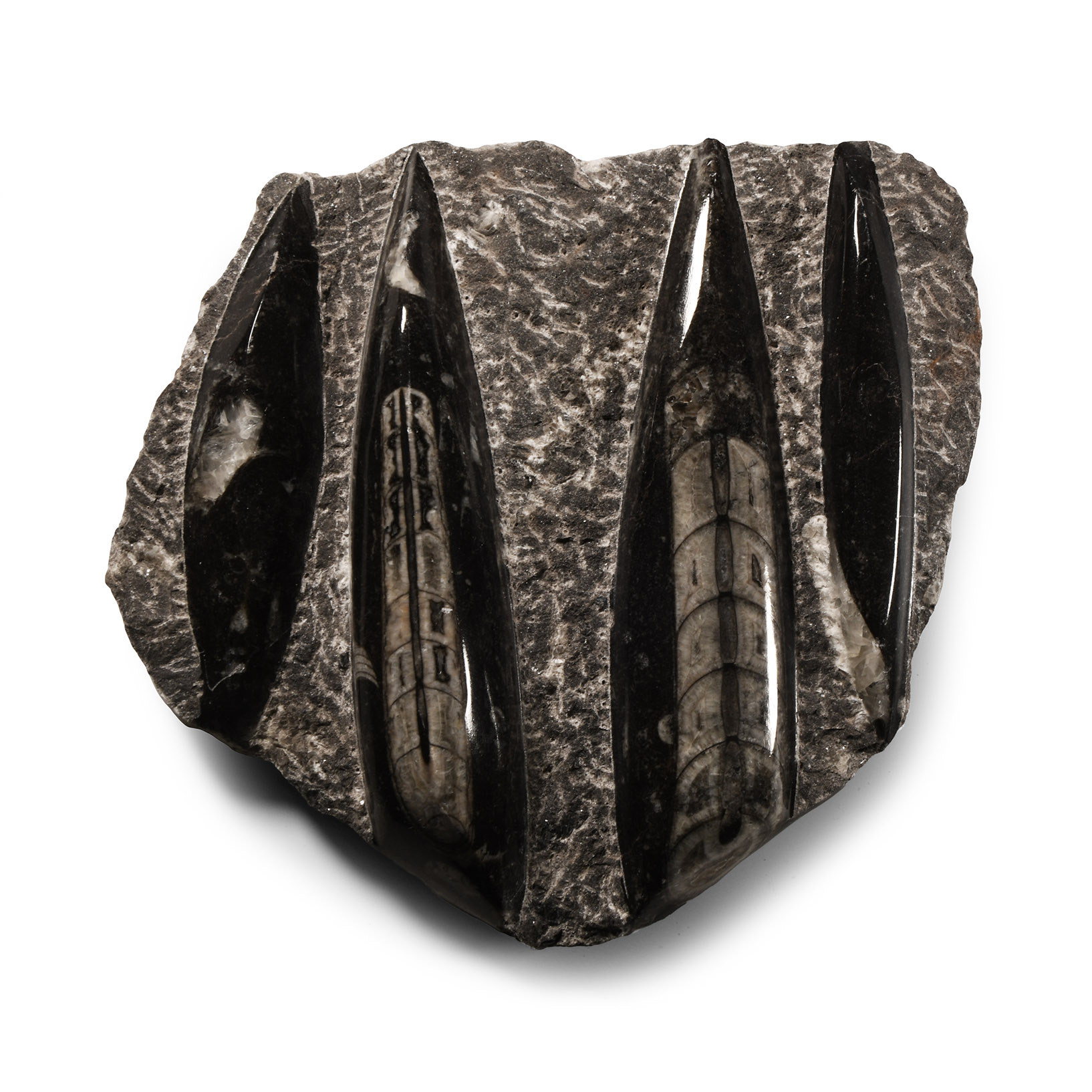 Natural History - Polished Fossil Orthoceras on Rock