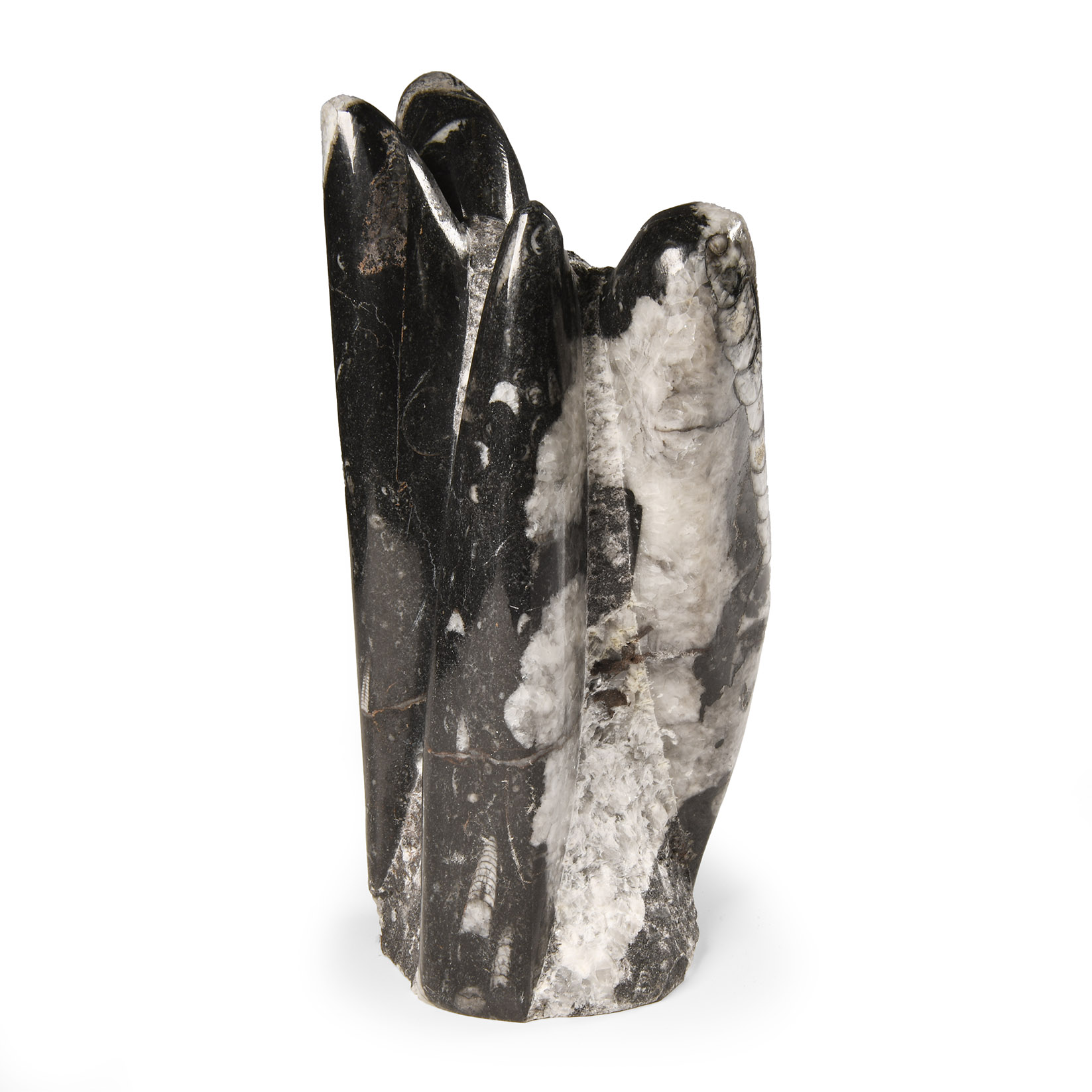 Polished Fossil Orthoceras Column