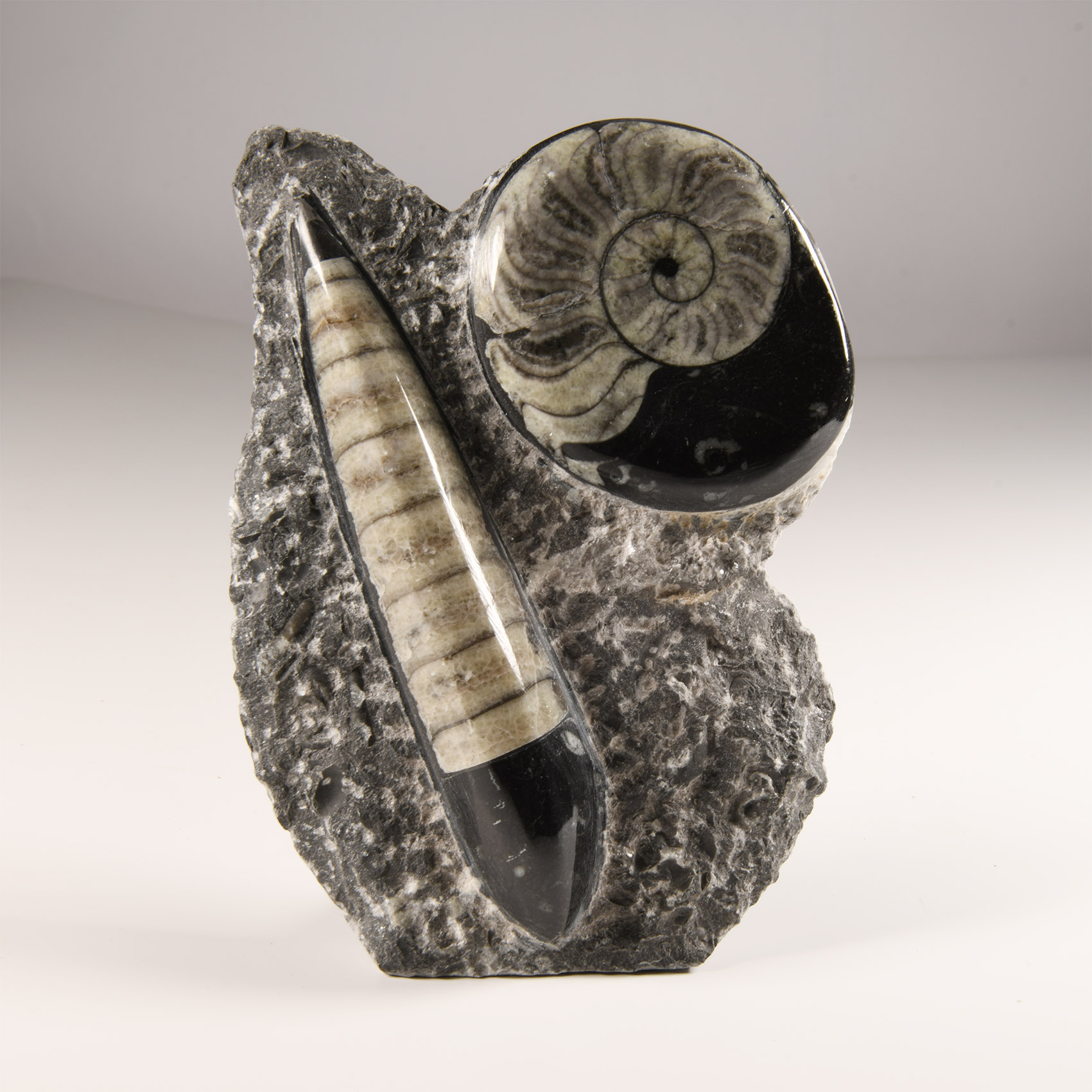 Natural History - Polished Fossil Orthoceras and Goniatite Stand on Rock