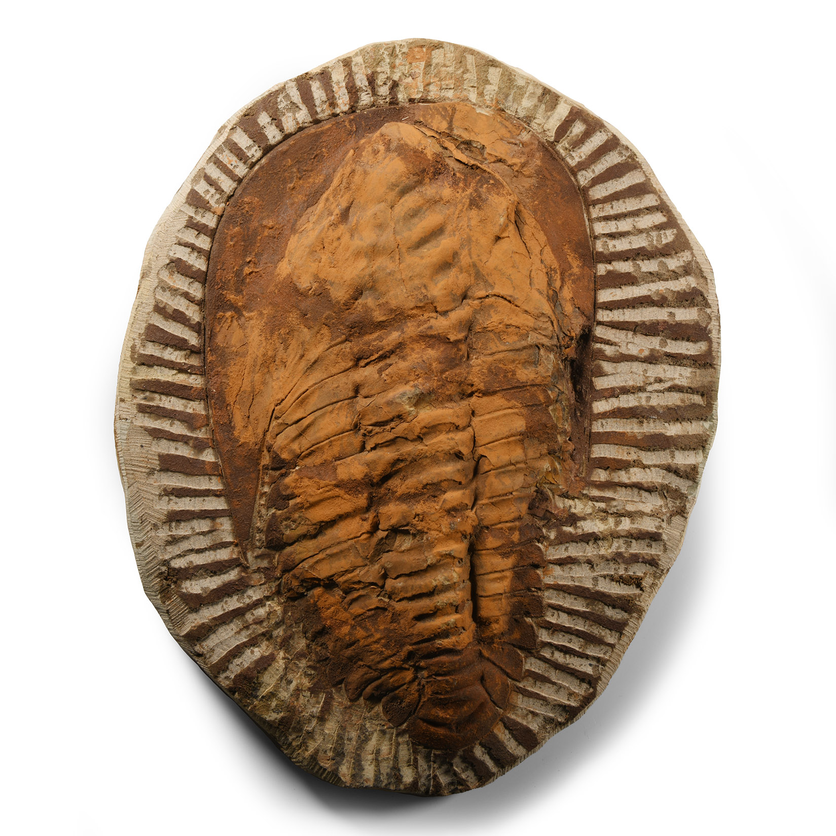 Natural History - Large Fossil Cambropallas Trilobite