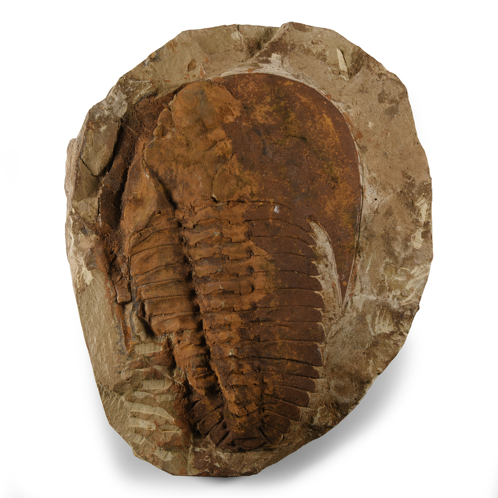 Natural History - Fossil Cambropallas Trilobite