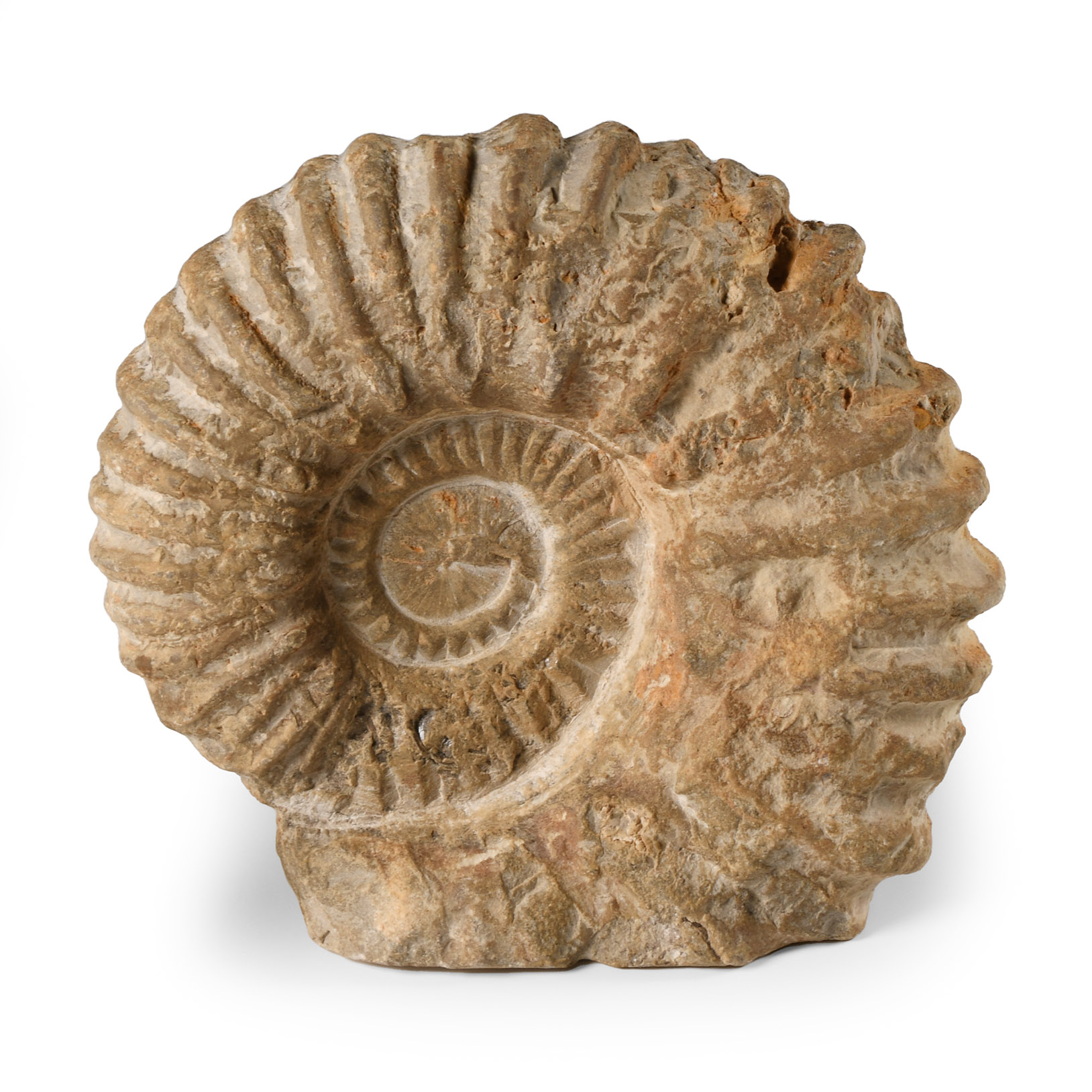 Natural History - Fossil Agadir Ammonite
