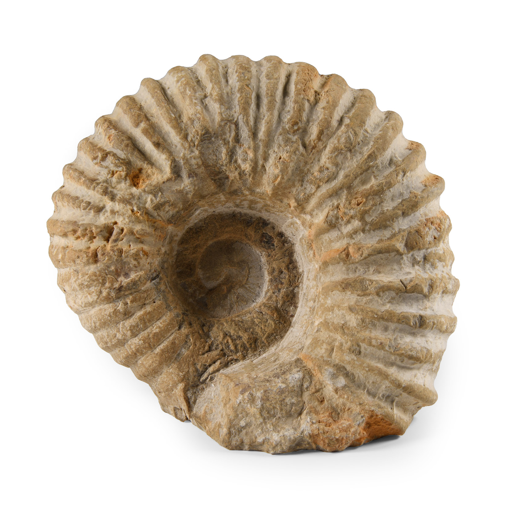 Natural History - Fossil White Agadir Ammonite
