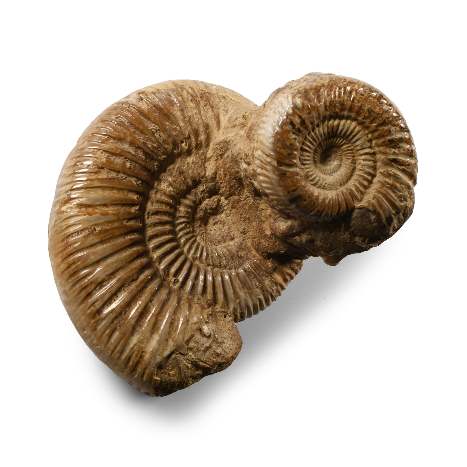 Natural History - Fossil Double Perisphinctes Ammonite