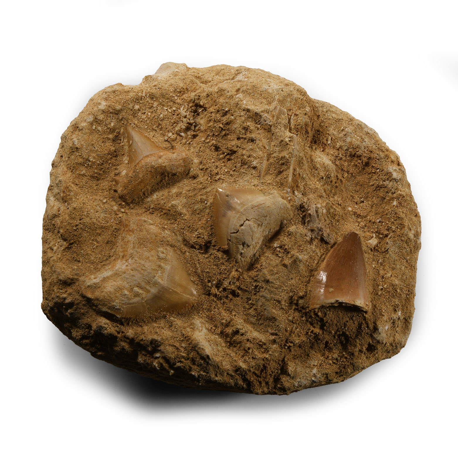Natural History - Fossil Mosasaur 'Marine Dinosaur' and Shark Teeth