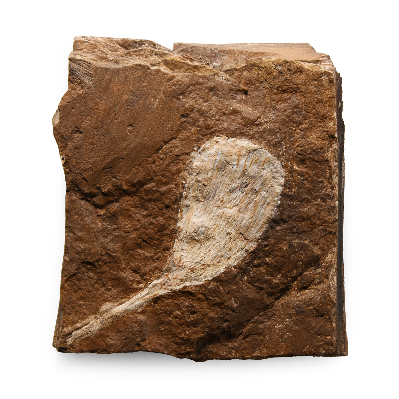 Natural History - Fossil Ginkgo Leaf on Matrix