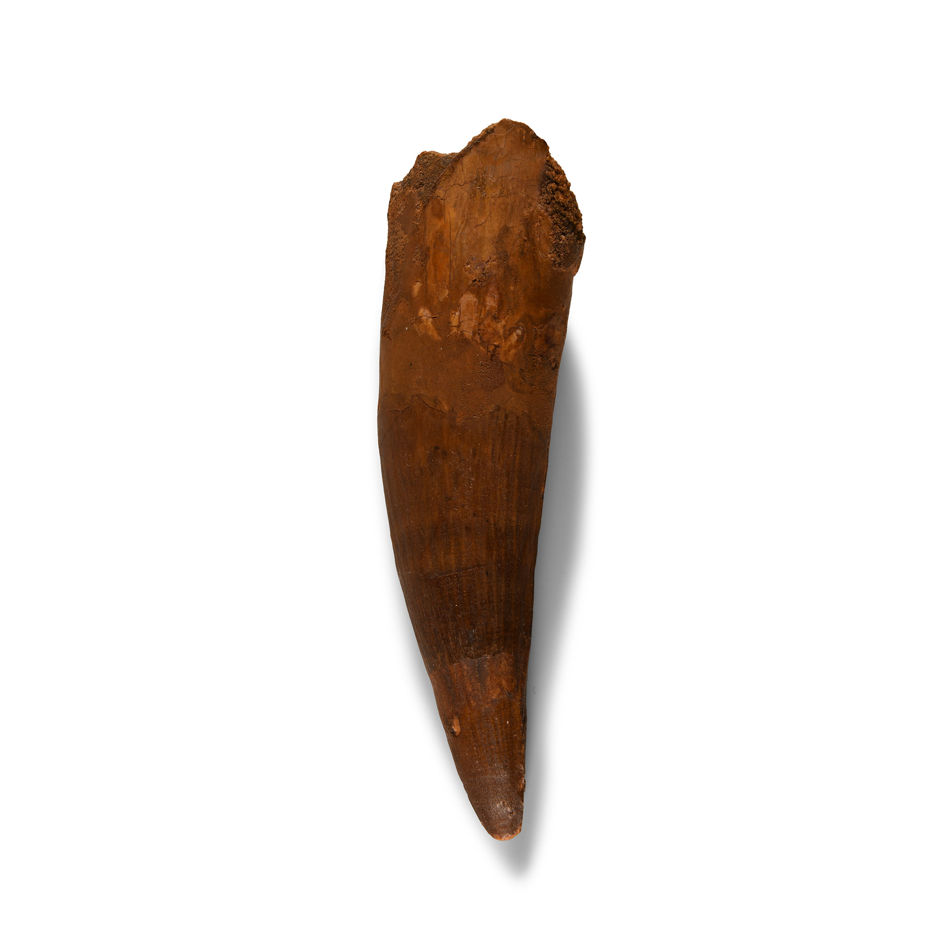 Natural History - Massive Spinosaurus Dinosaur Tooth