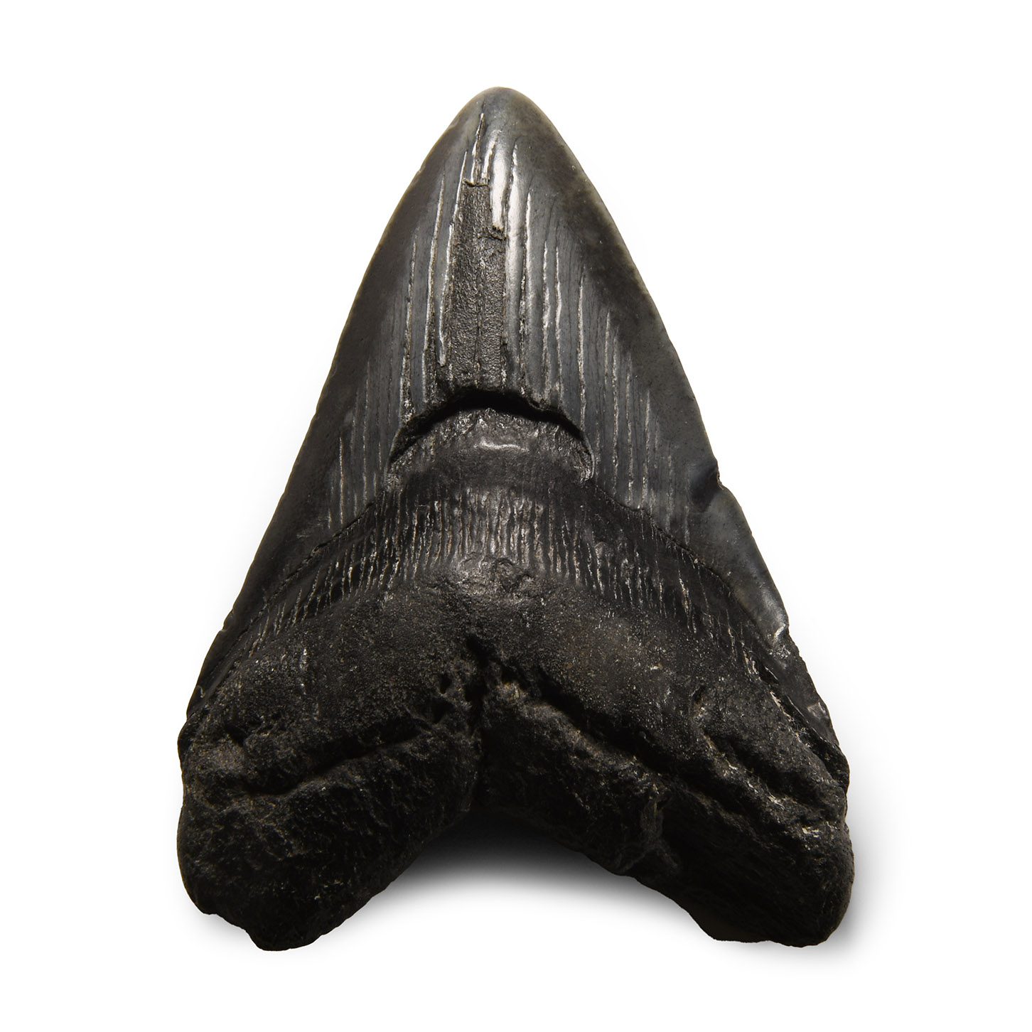 Natural History - Fossil Megalodon Giant Shark Tooth