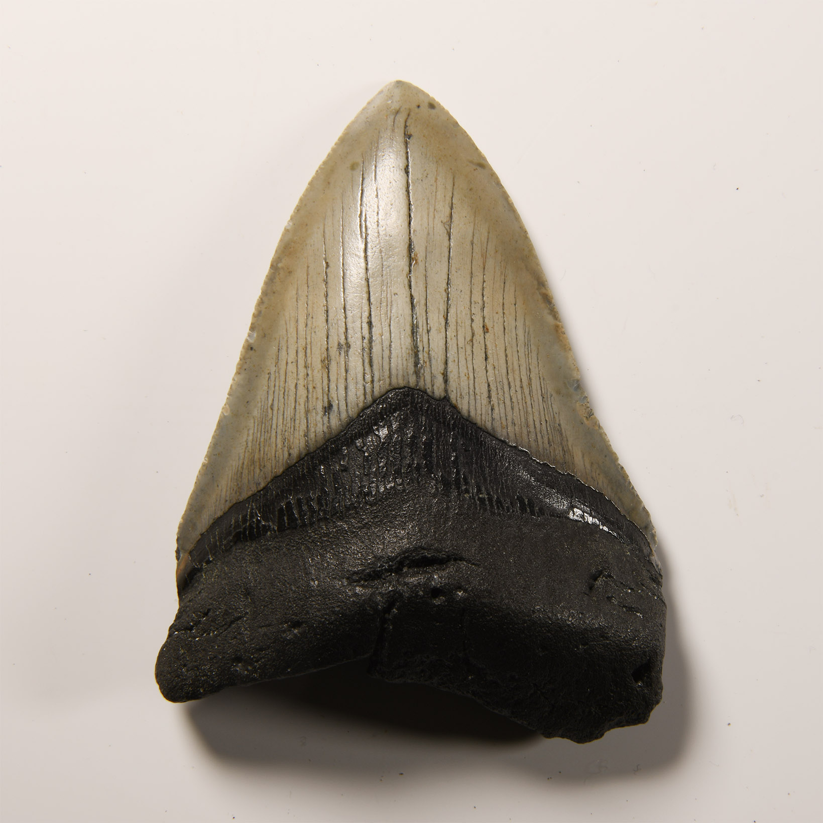 Natural History - Fossil Megalodon Giant Shark Tooth