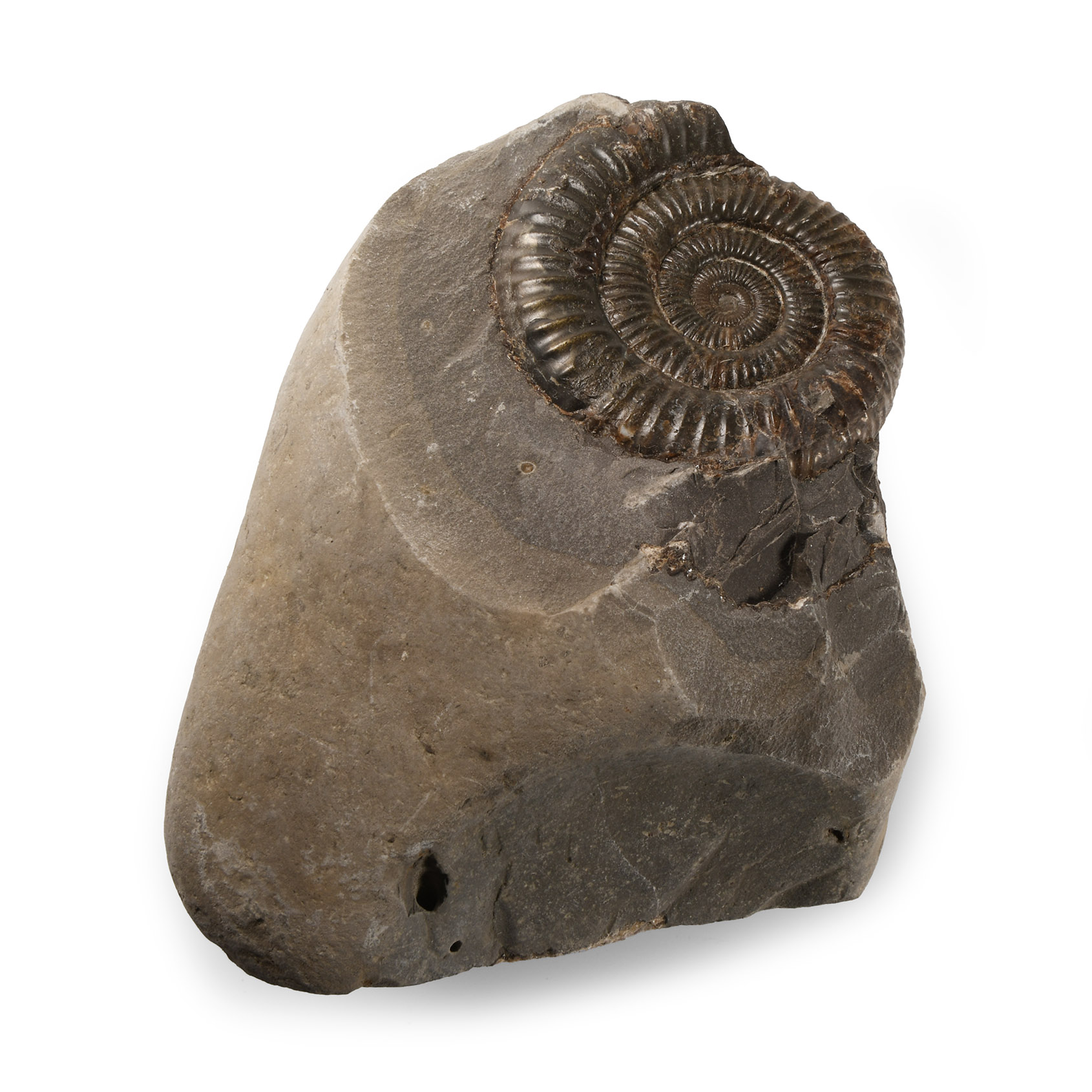Natural History - Fossil Whitby Dac Ammonite Stand