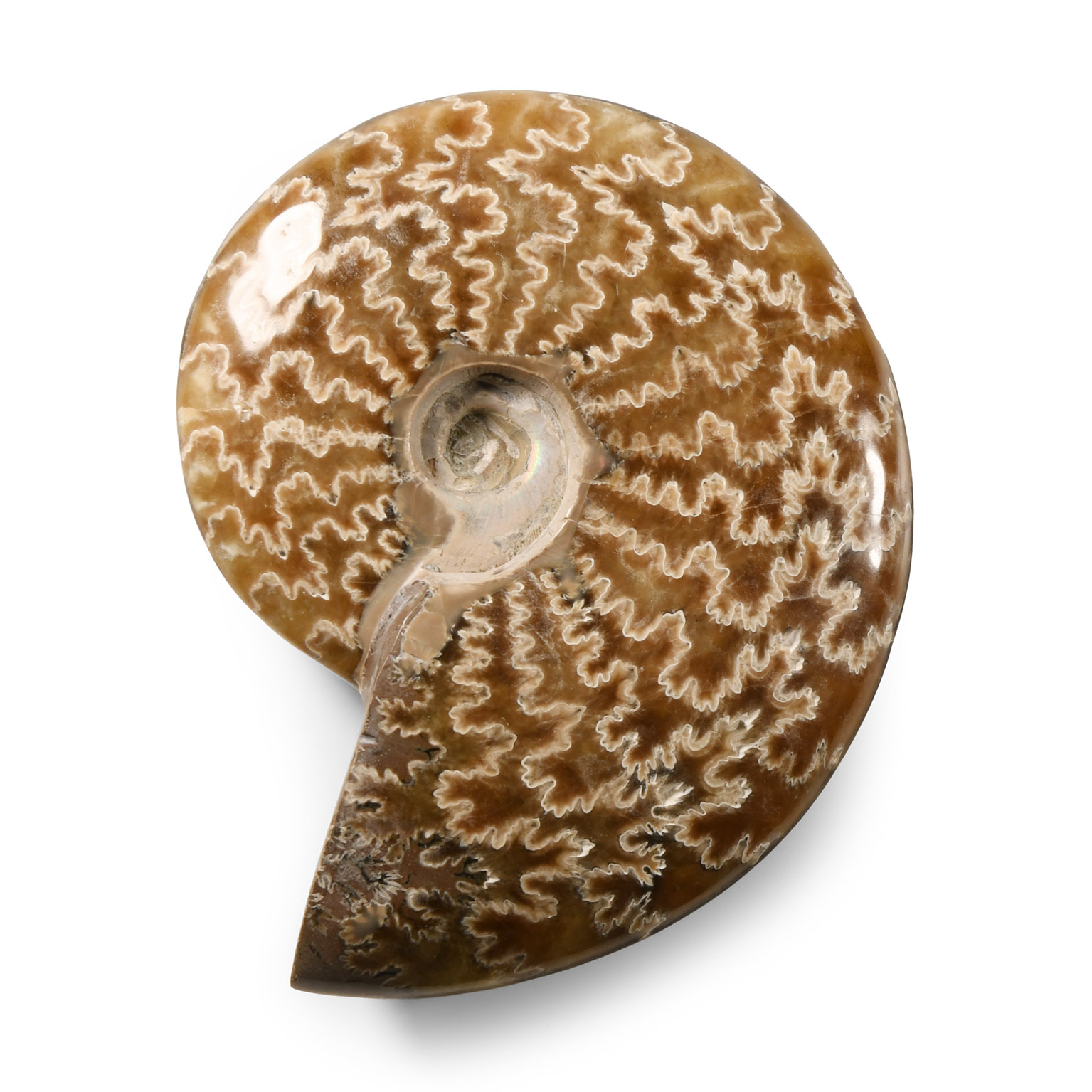 Natural History - Polished Fossil Cleoniceras Ammonite