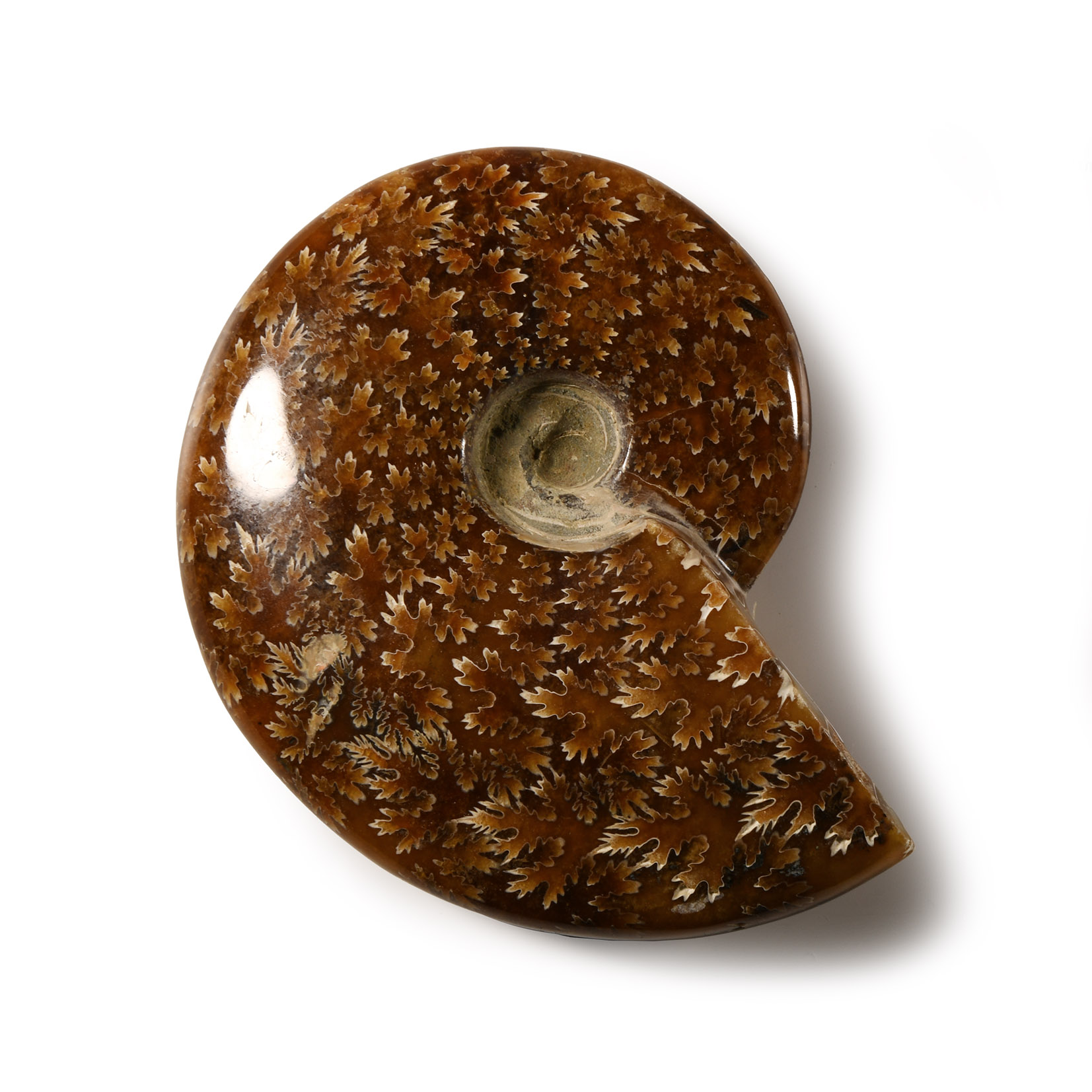 Natural History - Polished Fossil Cleoniceras Ammonite