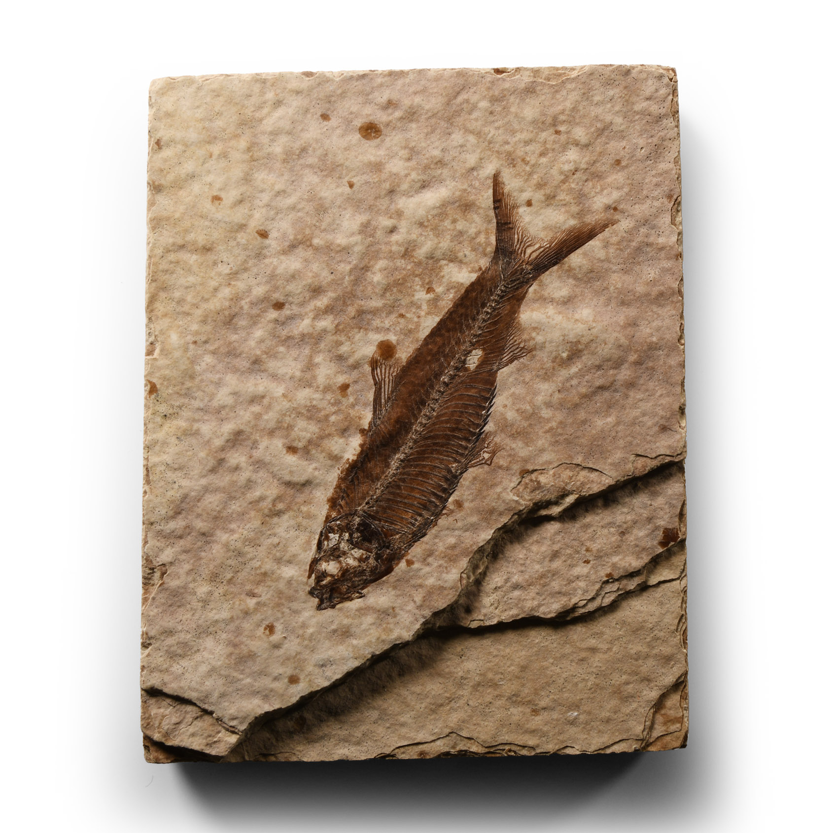 Natural History - Knightia Fossil Fish on Matrix