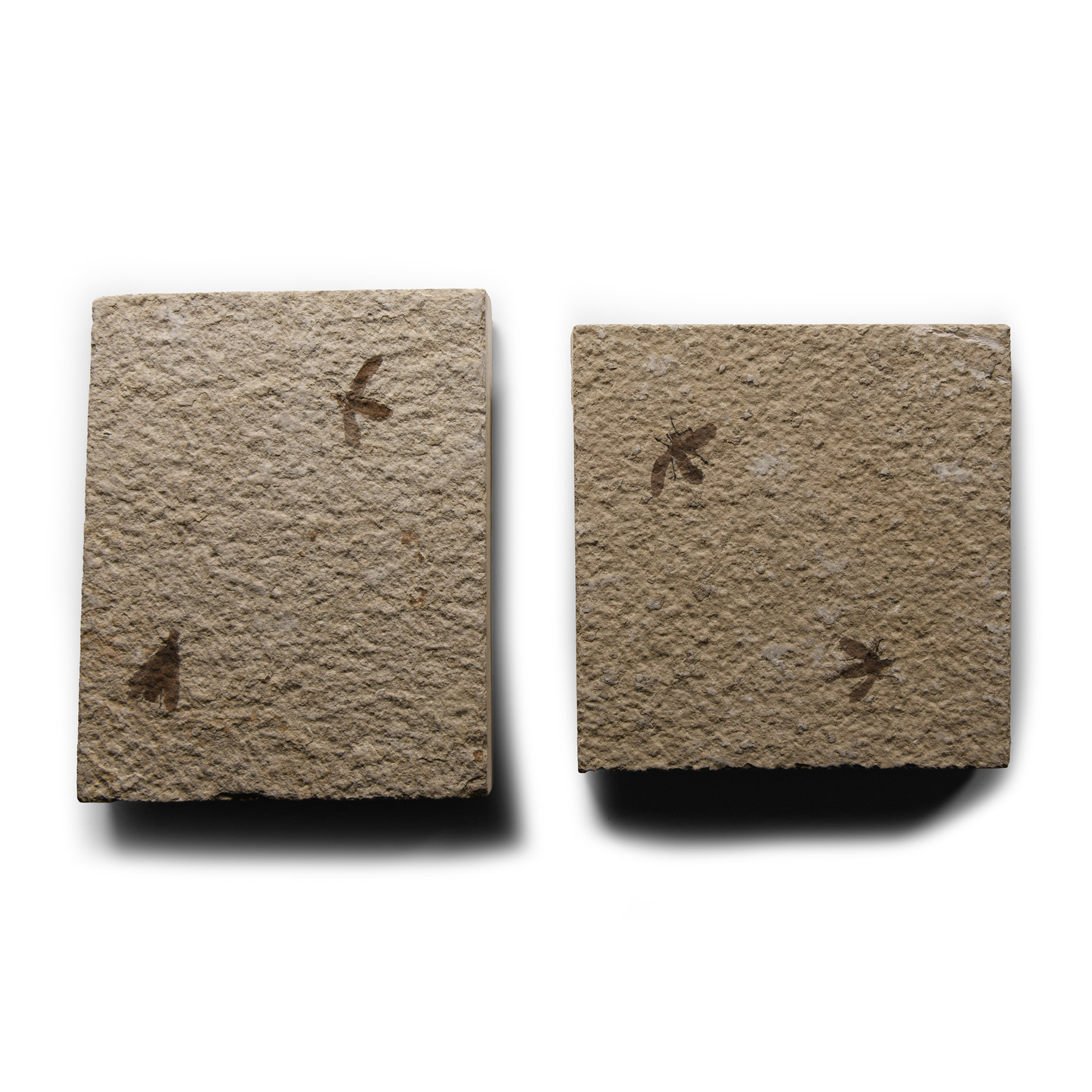 Natural History - Fossil March Flies on Matrix