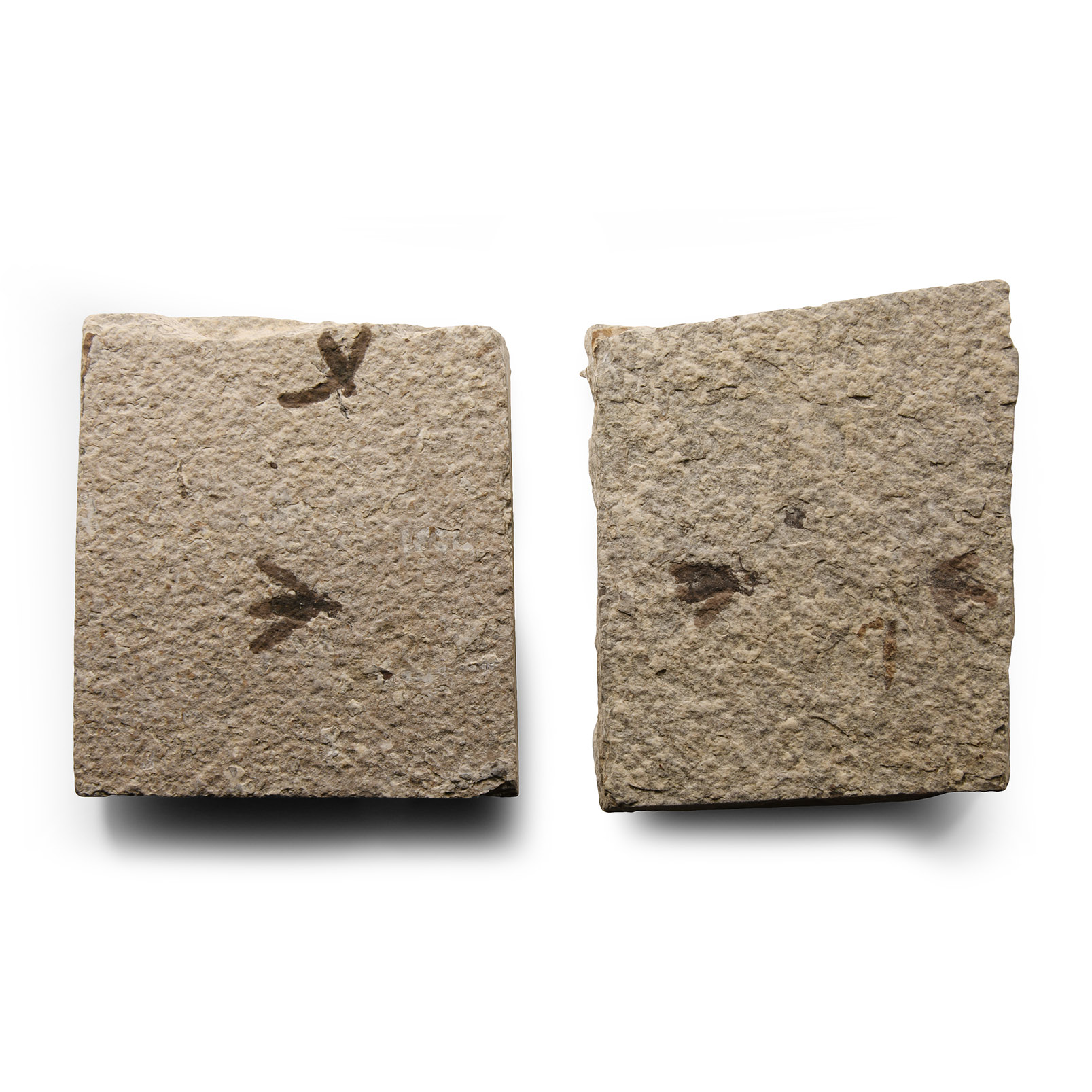 Natural History - Fossil March Flies on Matrix
