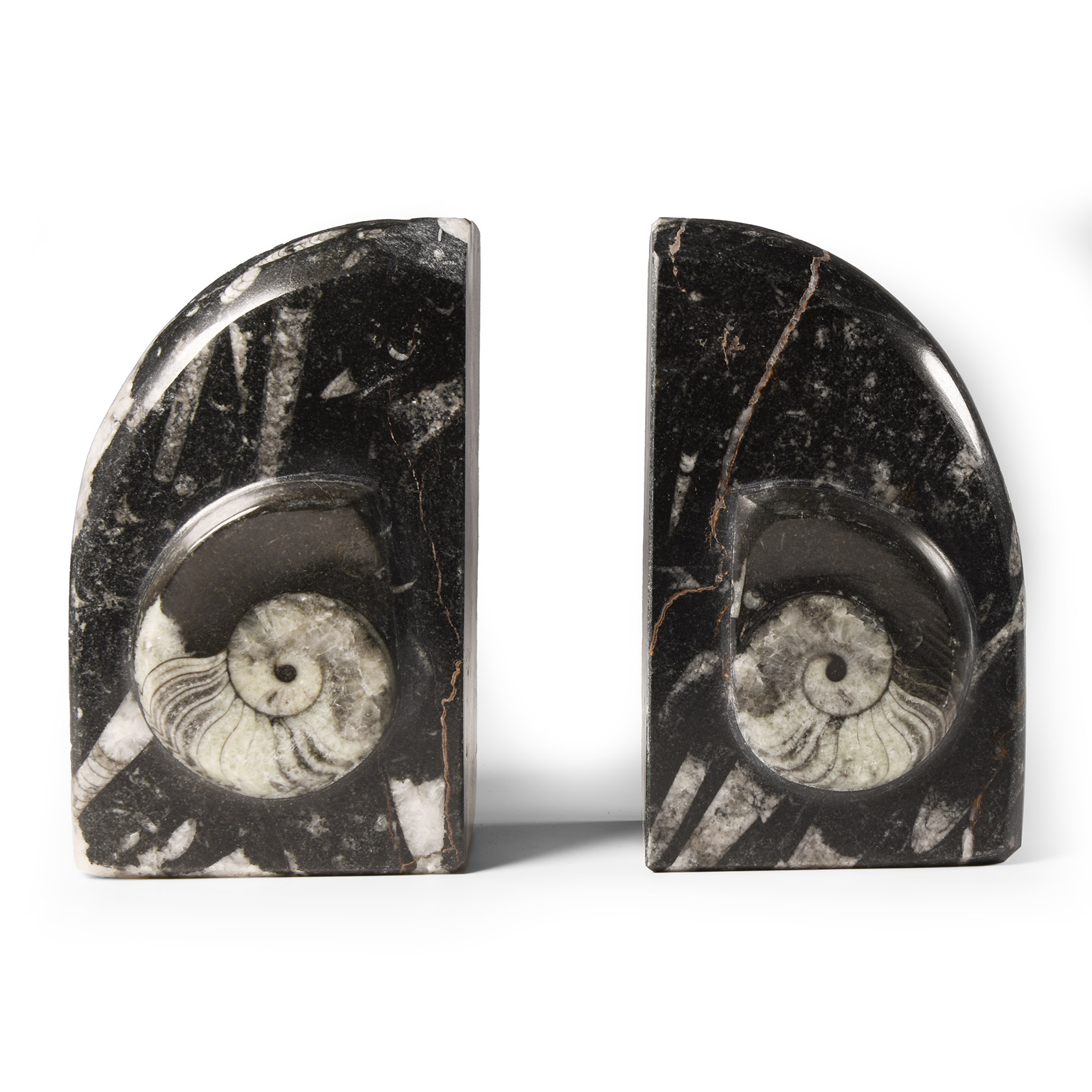 Natural History - Polished Fossil Goniatite Book Ends