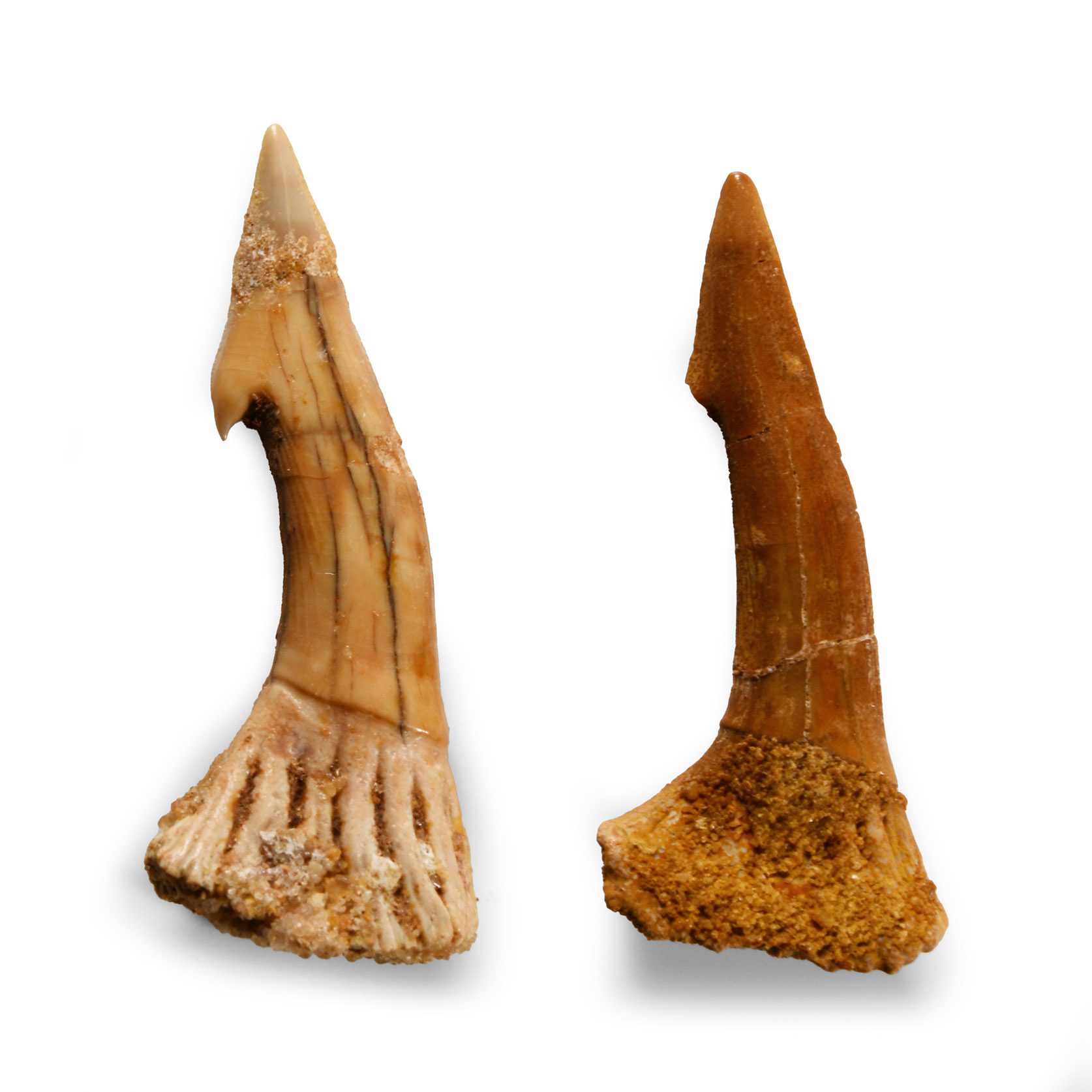 Natural History - Fossil Onchosaurus Rostral Spines
