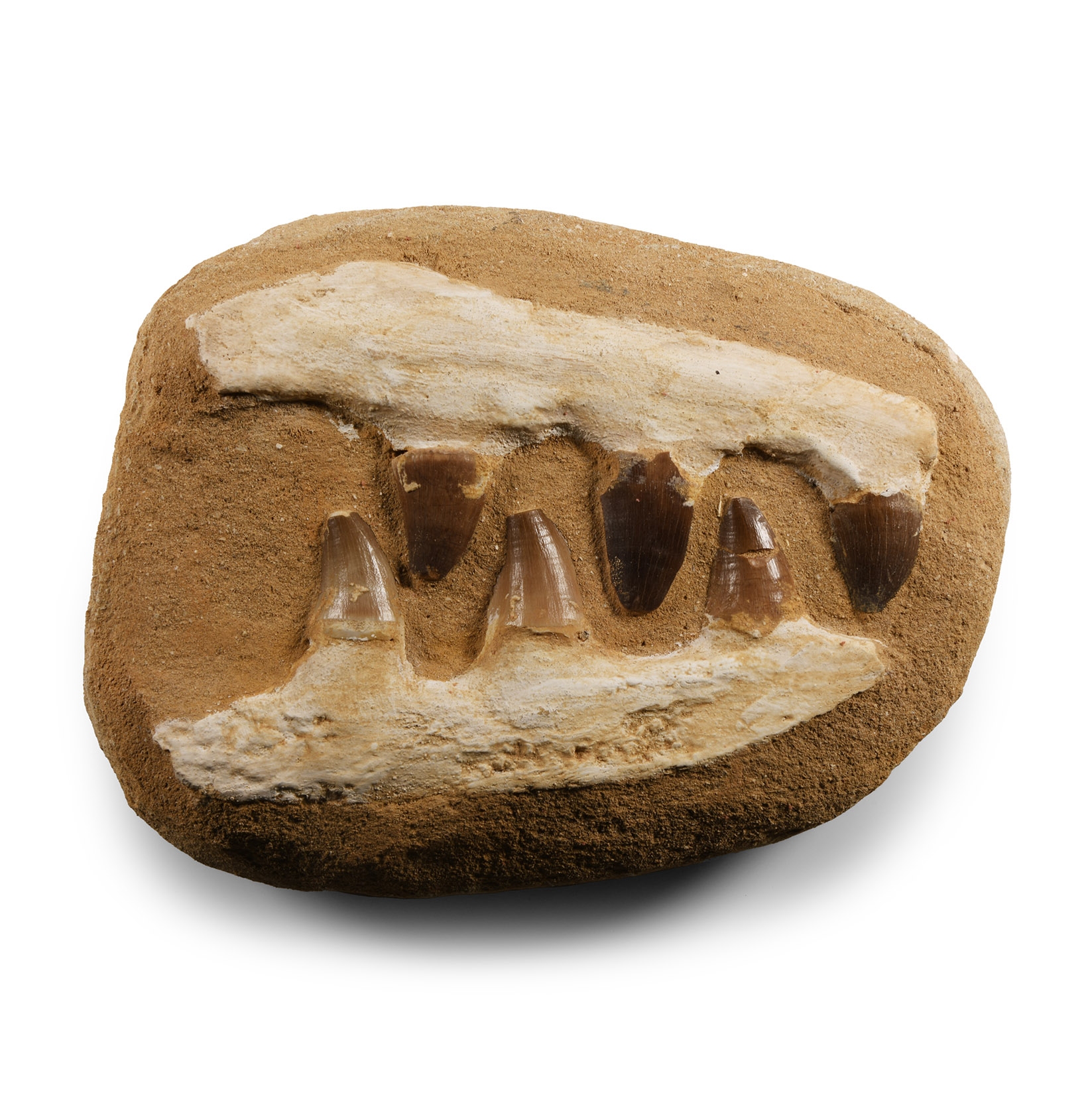 Fossil Mosasaur Jaw on Composite Matrix
