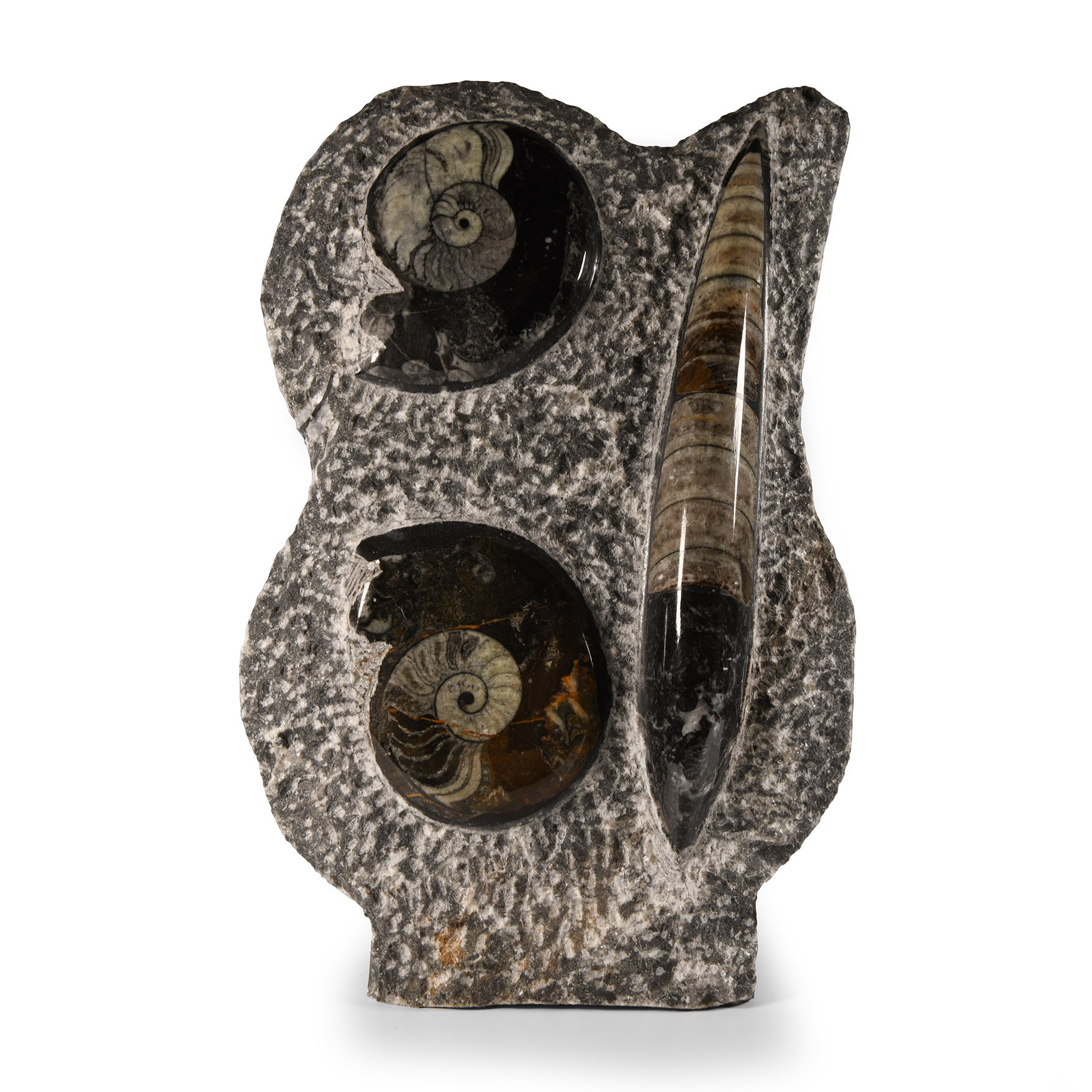 Natural History - Polished Fossil Orthoceras and Goniatite Display