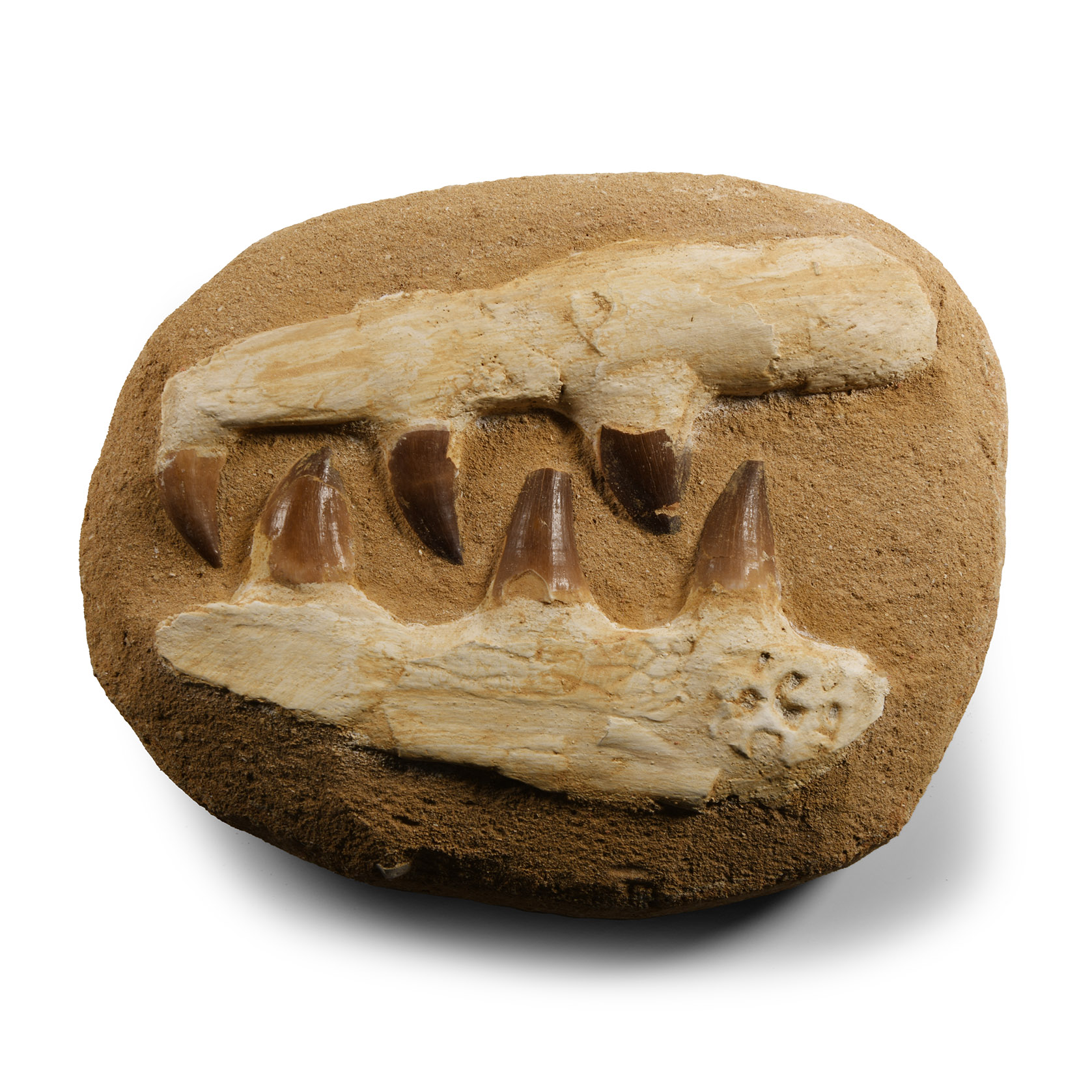 Natural History - Mosasaur Jaw on Composite Matrix