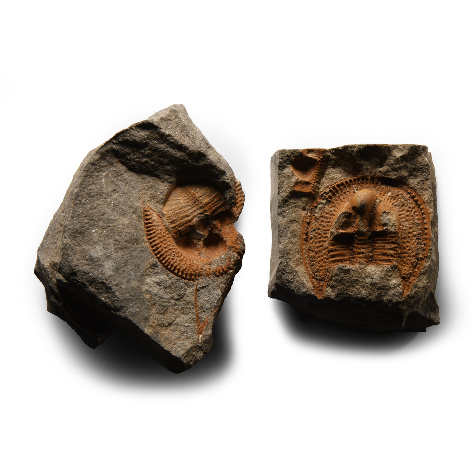 Natural History - Fossil Declivolthus Trilobite Pair
