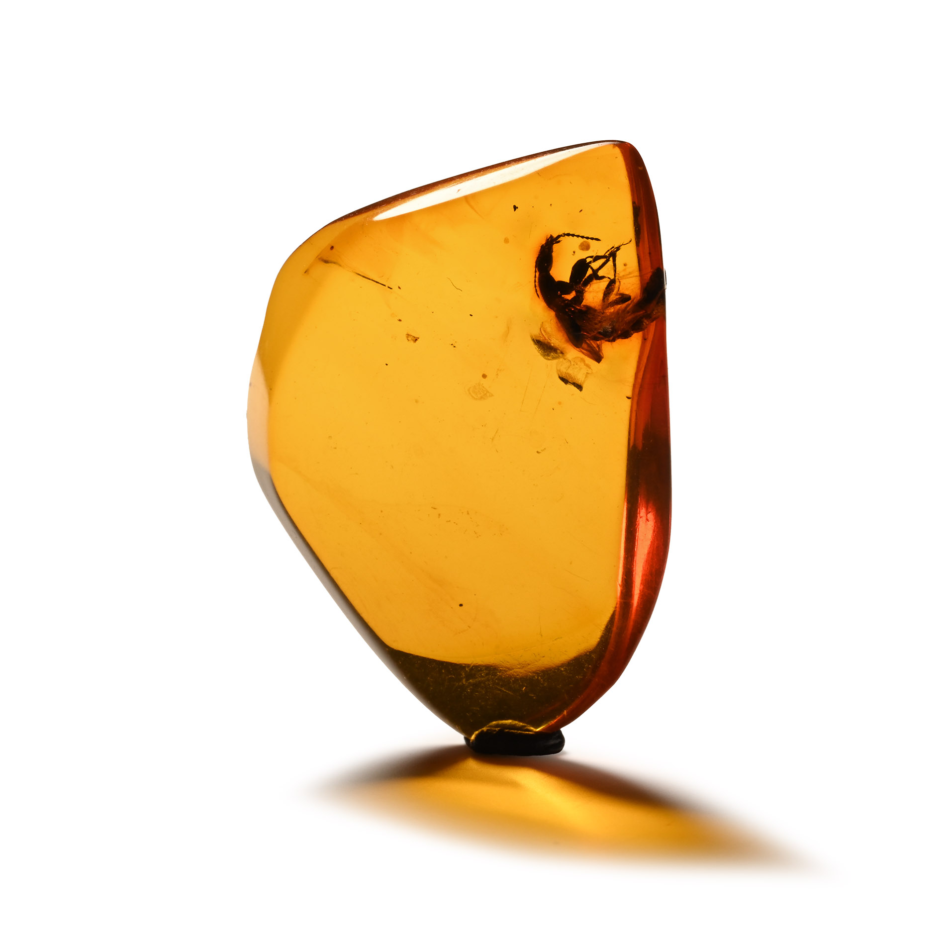 Natural History - Insect in Polished Amber
