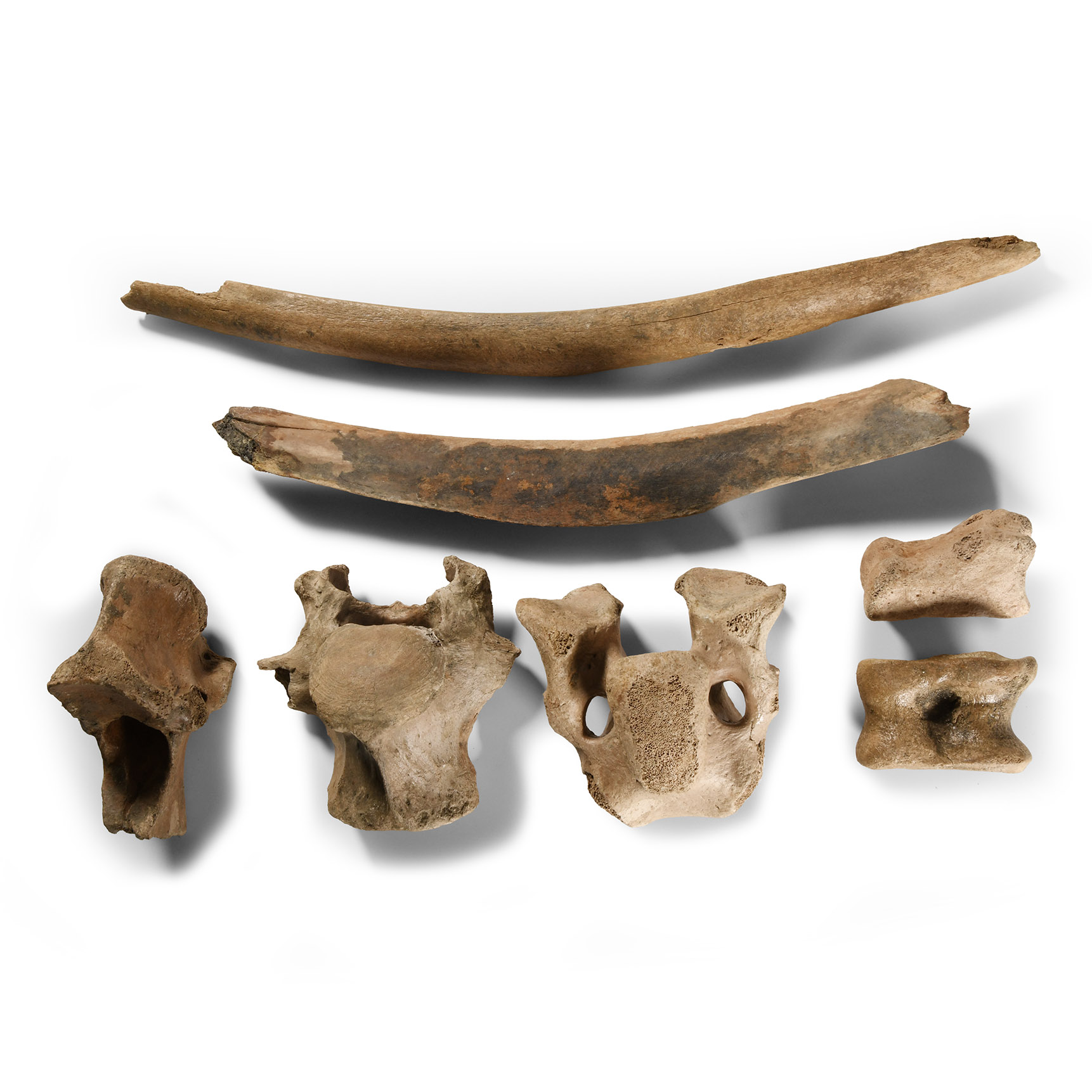 Natural History - British Bison Bone Group