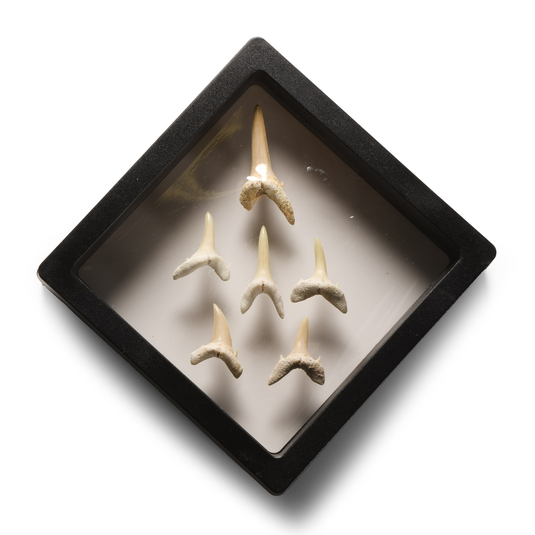 Natural History - Sand Shark Tooth Display