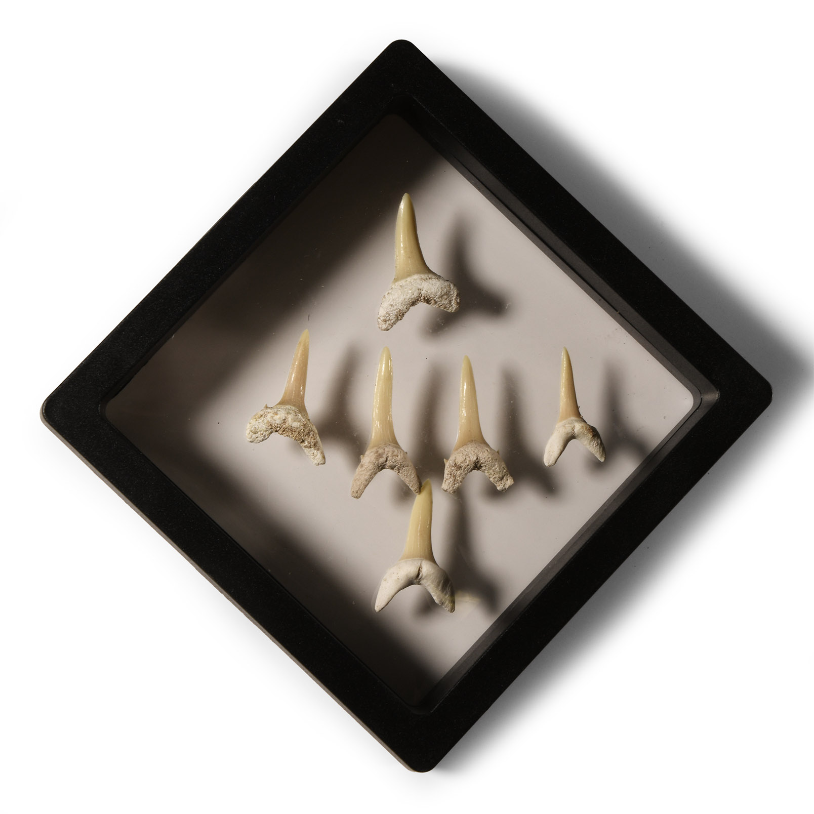 Natural History - Sand Shark Tooth Display