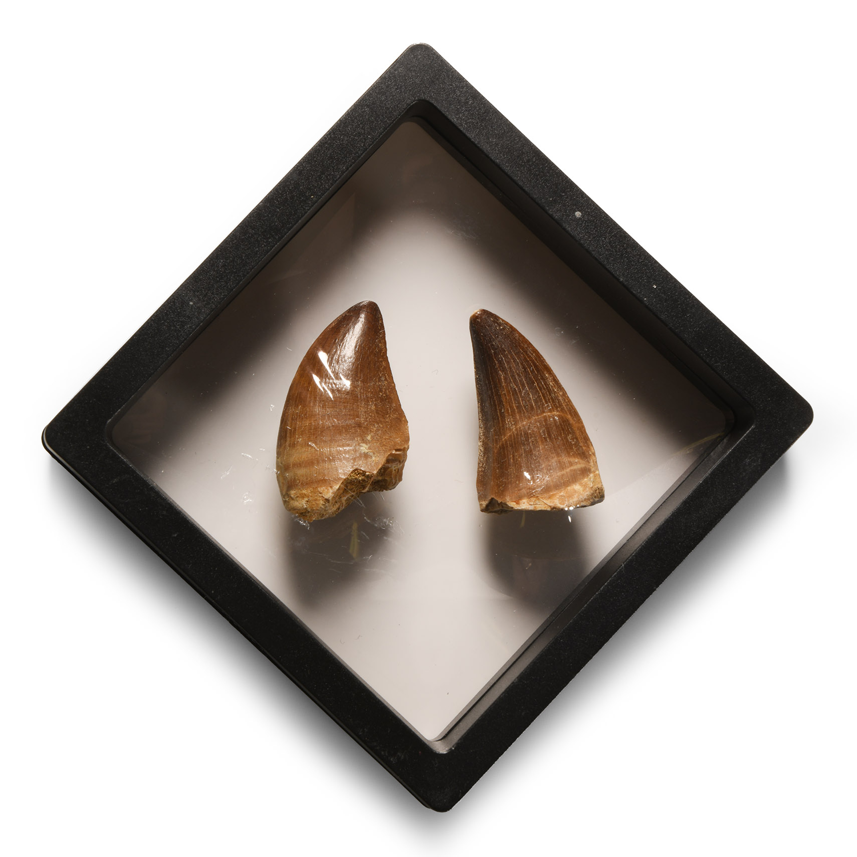 Natural History - Fossil Mosasaur Tooth Display