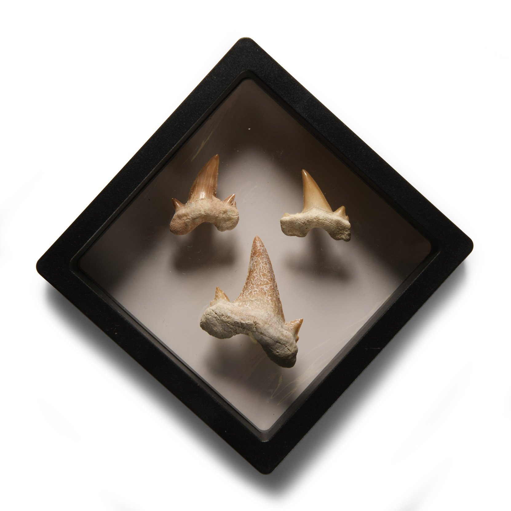 Natural History - Fossil Otodus Shark Tooth Display