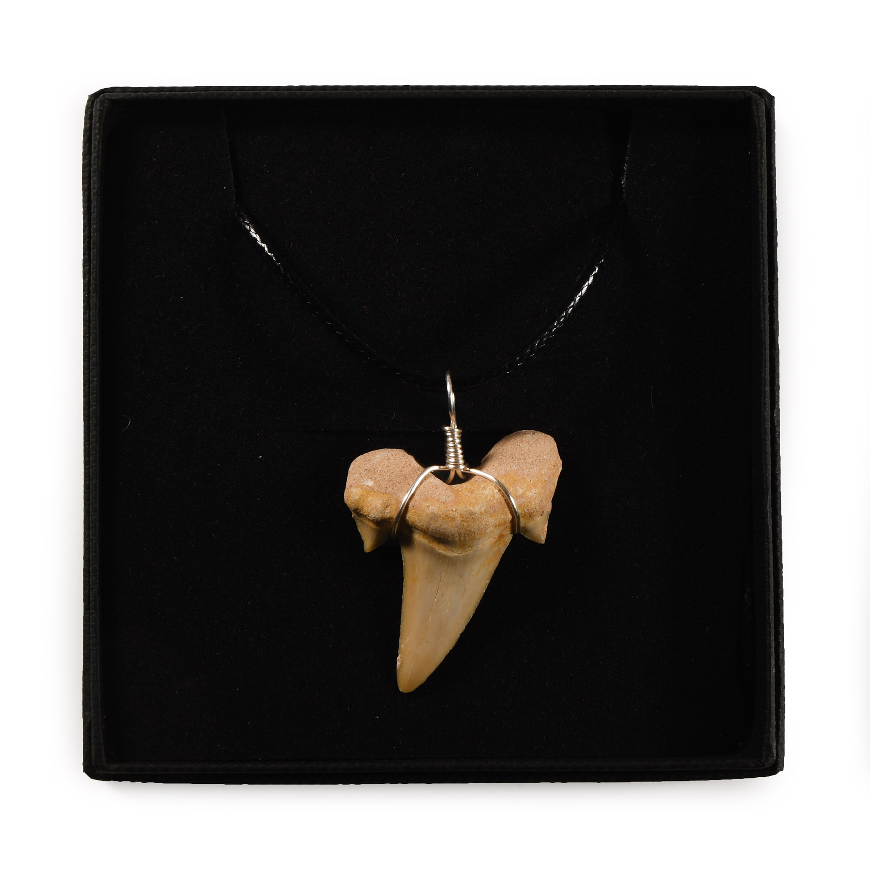 Natural History - Fossil Otodus Shark Tooth Necklace