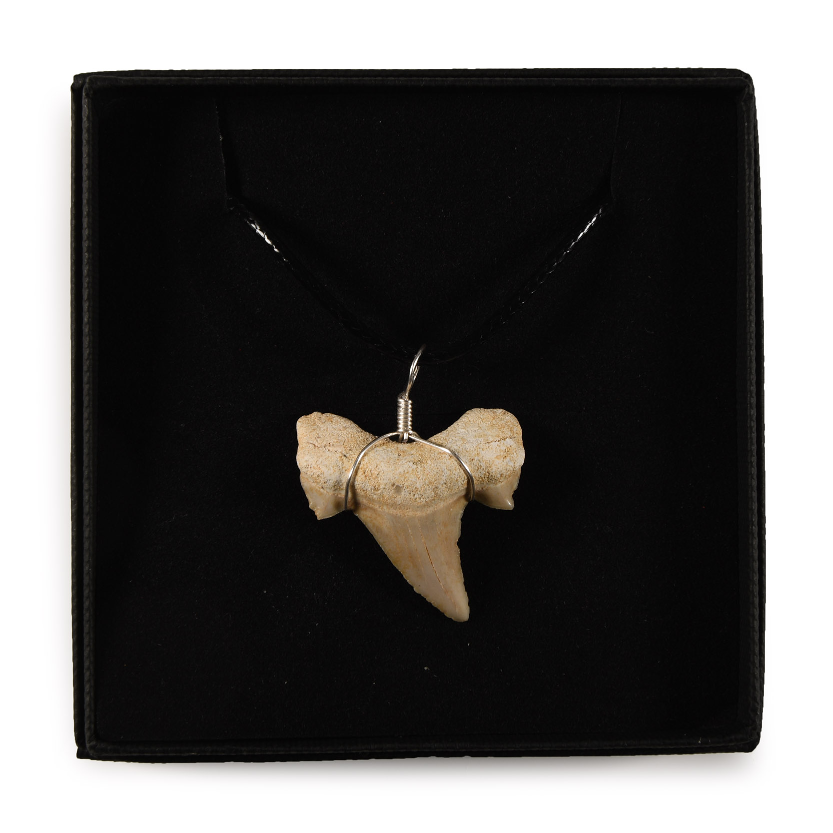 Natural History - Fossil Otodus Shark Tooth Necklace